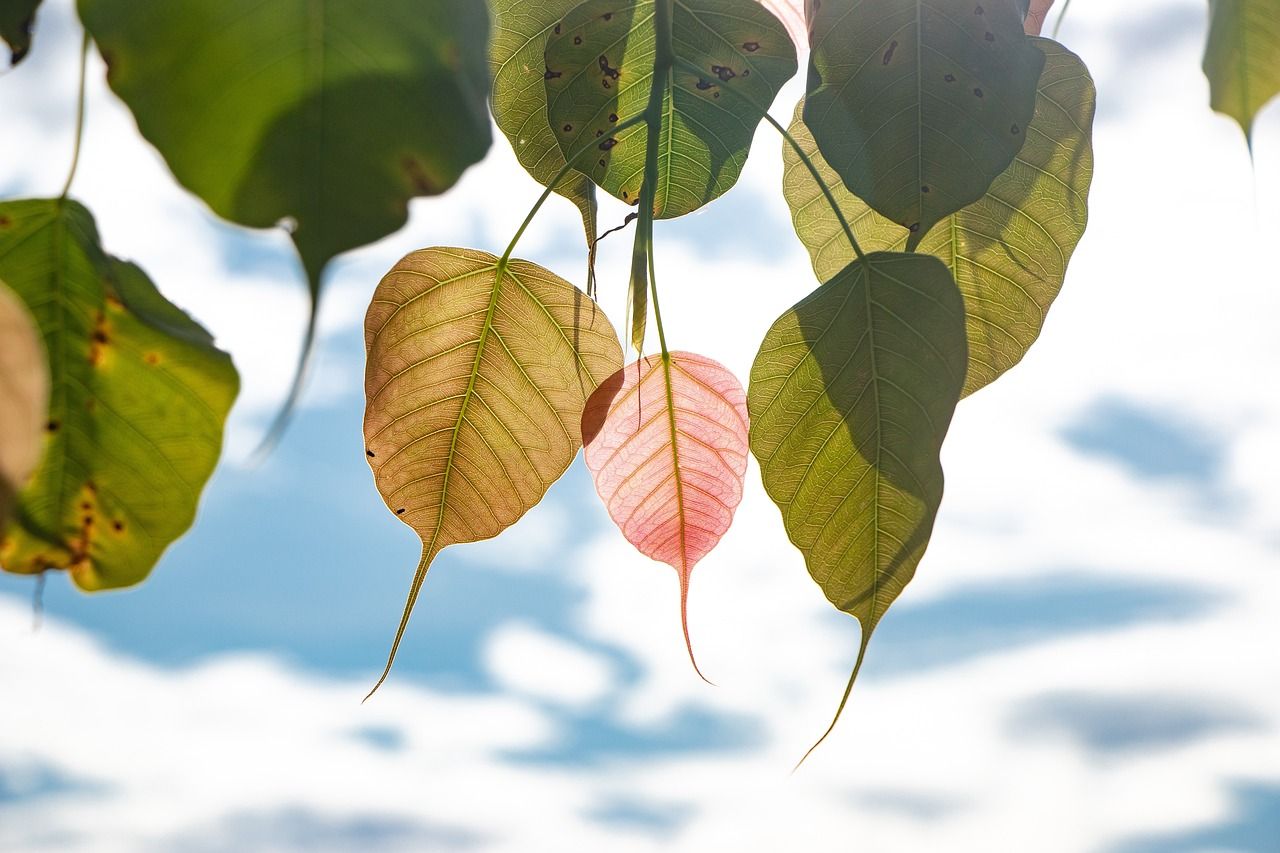 1280x853 Free Bo Tree & Bodhi Tree Image