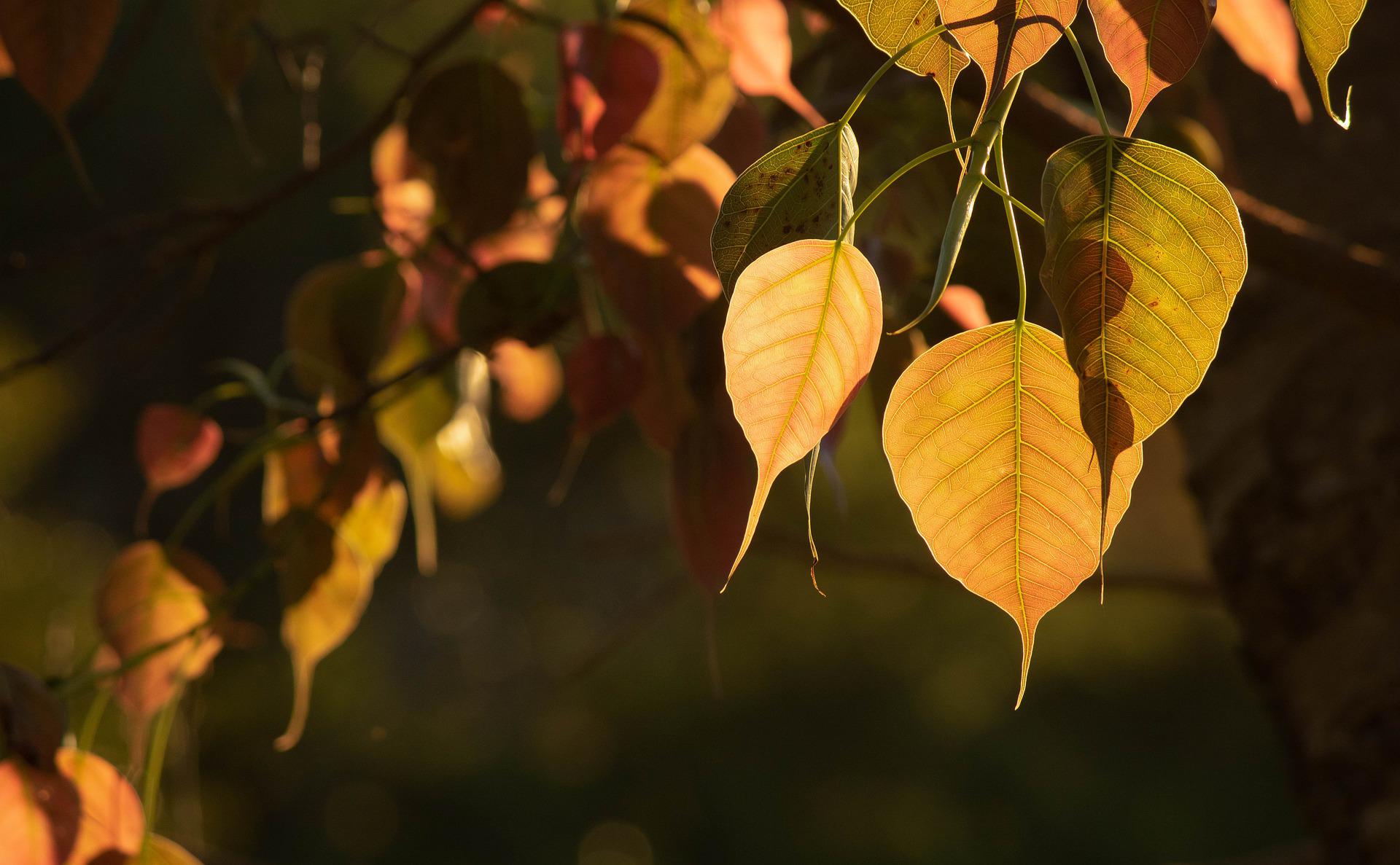 1920x1187 The Bodhi Tree Empowerment New Earth Energies Reiki