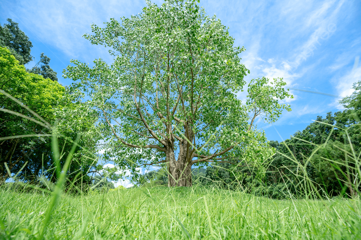 1200x800 Bodhi Tree Background Image, HD Picture and Wallpaper For Free Download