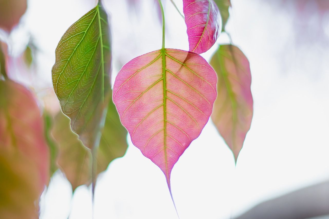 1280x853 Bodhi Tree Leaves Nature Sacred
