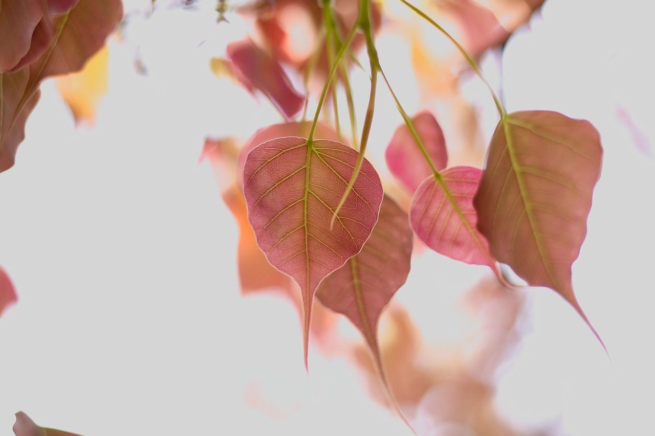 1280x853 Bodhi Tree Leaves Nature Sacred
