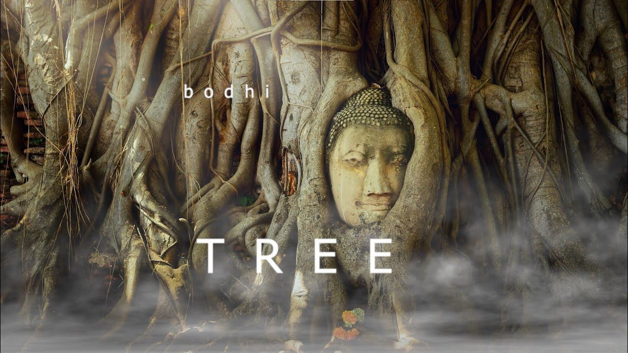 1280x720 Bodhi Tree. Meditation Healing Relaxation. Ambient Meditation Music