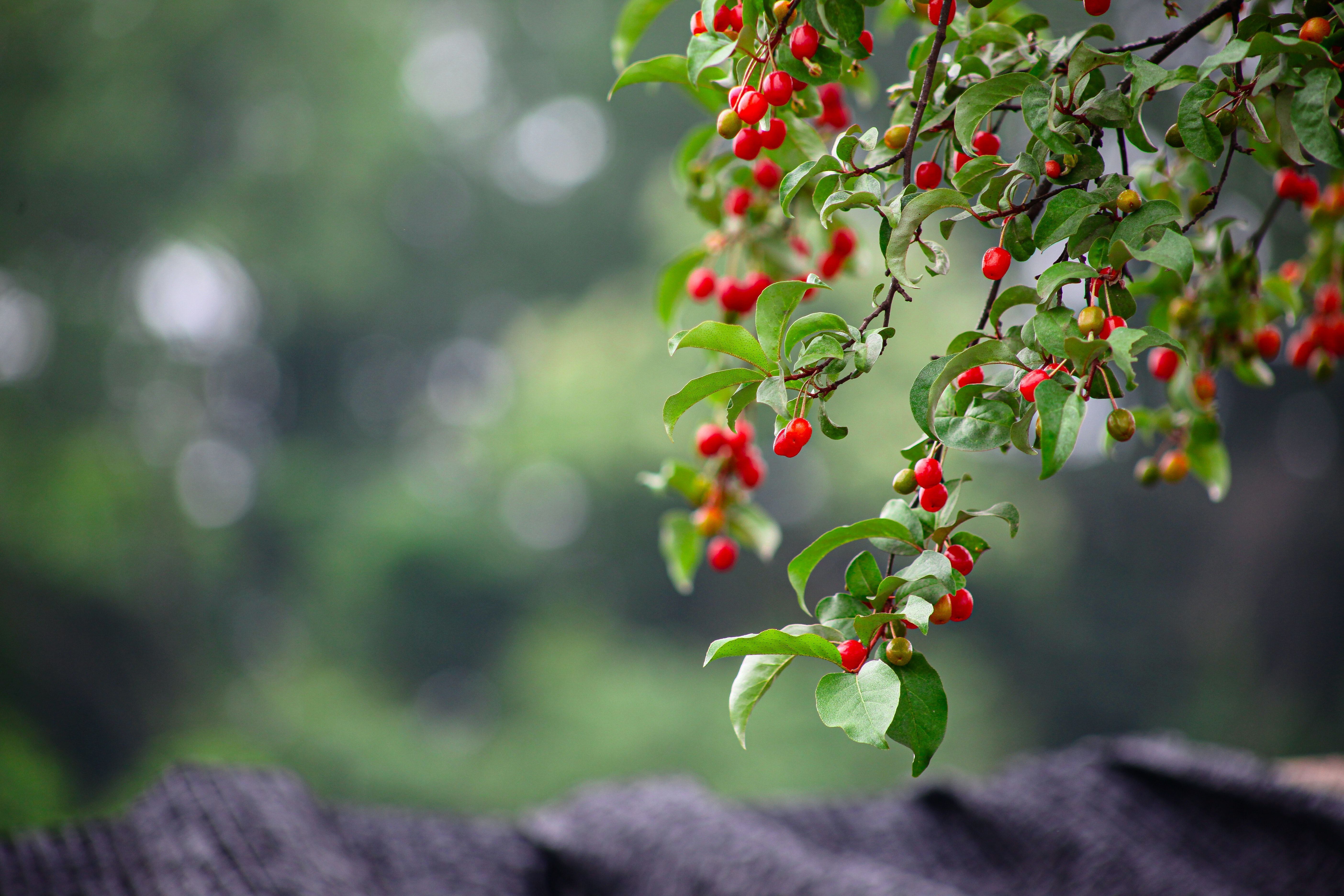 5616x3744 Bodhi Tree Photo, Download The BEST Free Bodhi Tree & HD Image