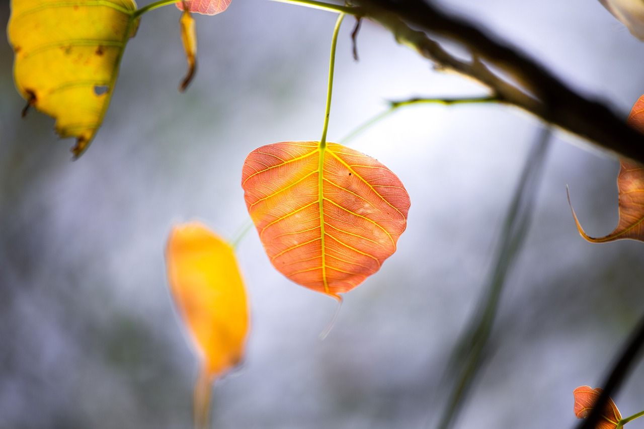1280x853 Free Bodhi Tree & Bodhi Image