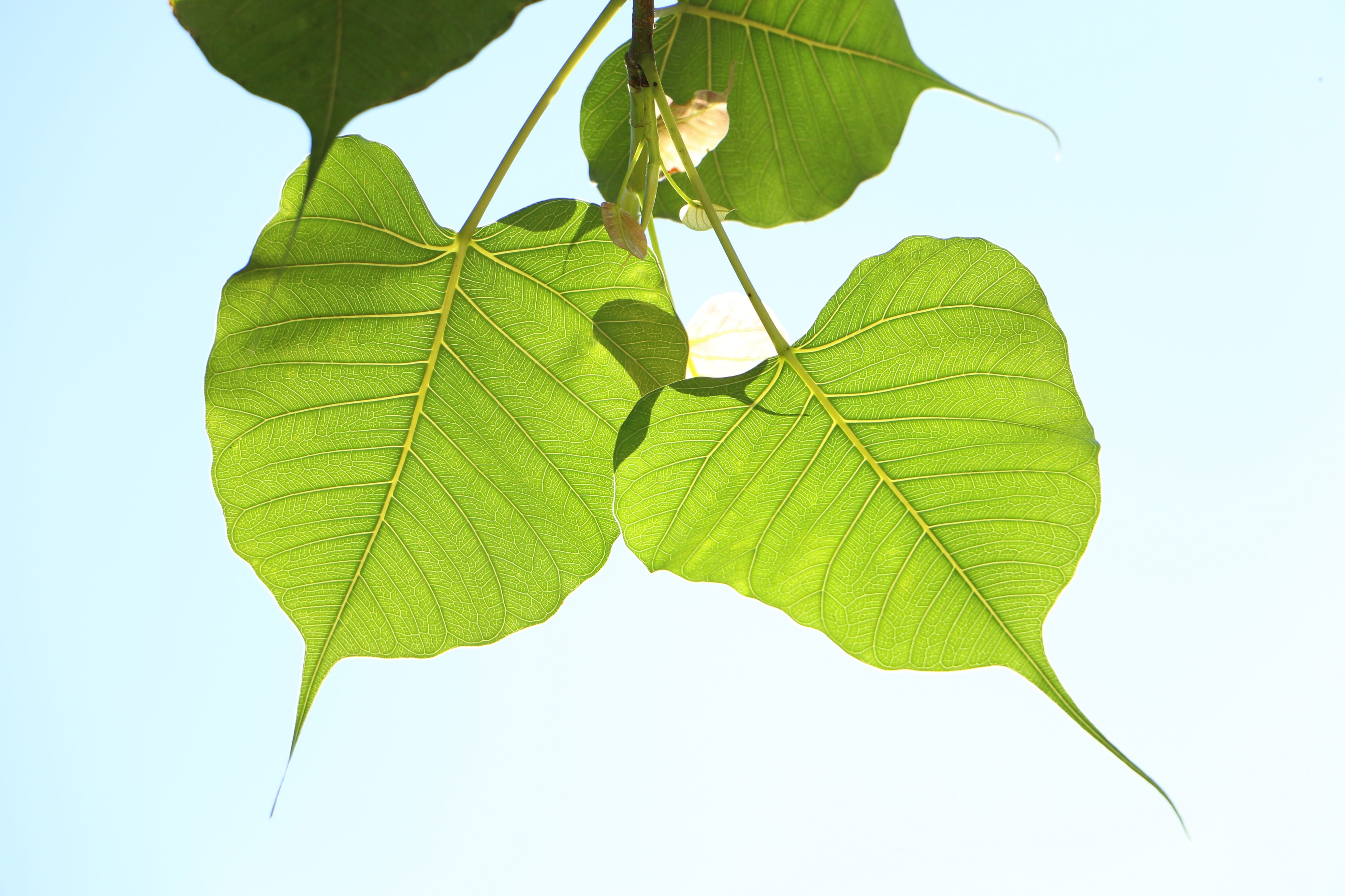 5472x3648 Wallpaper / Flora, Plant Part, Outdoors, Buddhist, Green Color, Growth, Plant, Sky, Twig, Sri Lanka, No People, Leaf Vein, Close Up, Beauty In Nature, Dhamma, Bodhi Free Download