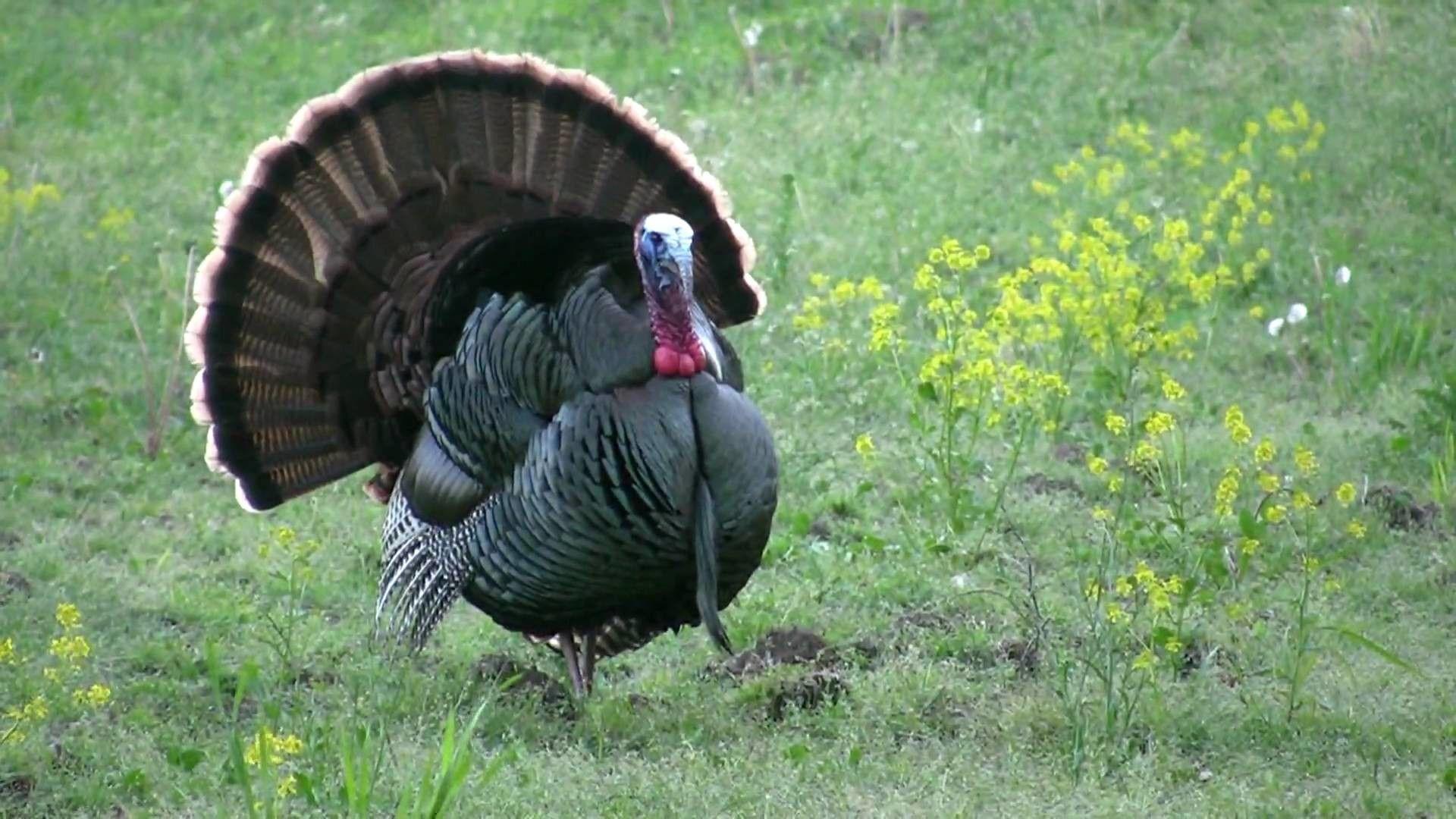 1920x1080 Spring Turkey Hunting Wallpaper