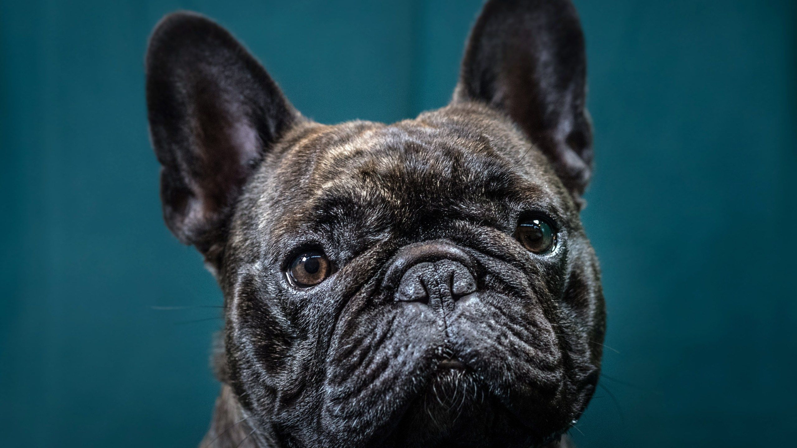 2560x1440 Veterinarian shares the top five dog breeds he wouldn't own