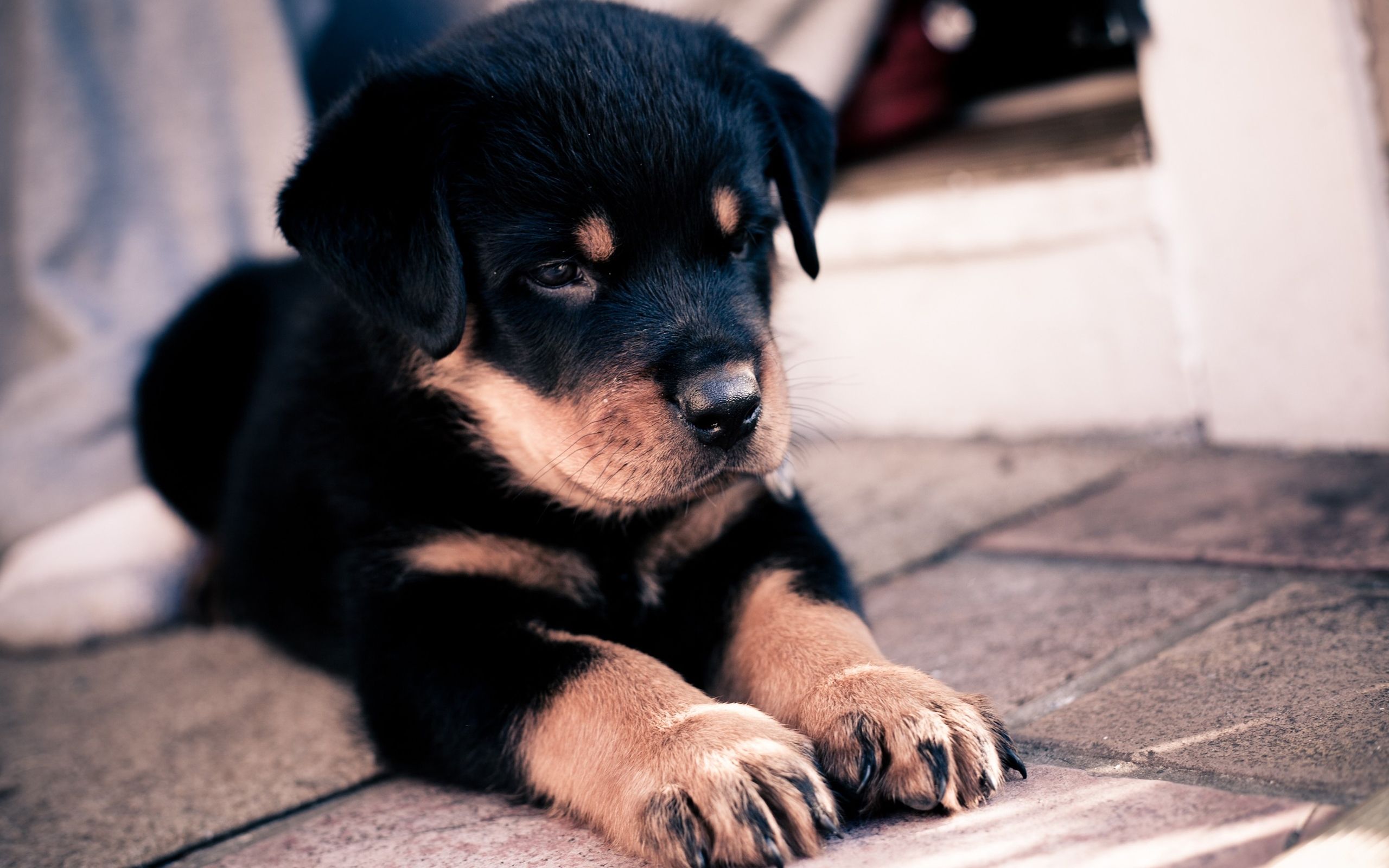 2560x1600 Download Dogs wallpaper for mobile phone, free Dogs HD picture