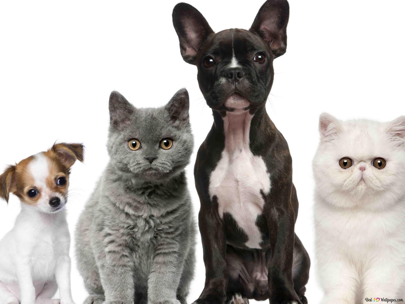 1400x1050 Cute, cat, dog breed, cats, dogs, whiskers, puppy, kitten HD wallpaper download