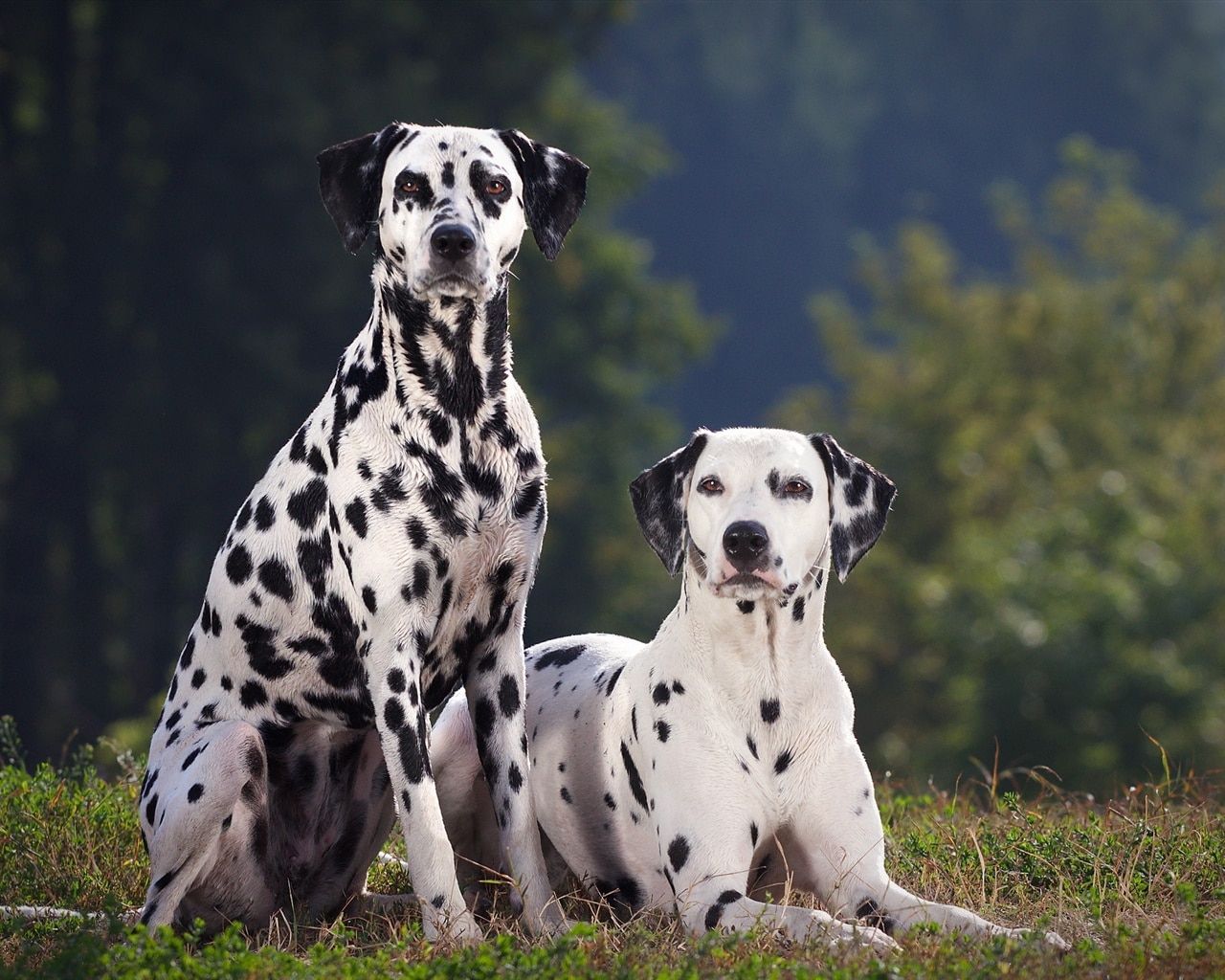 1280x1024 Dog Breeds With Unique Coat In The World