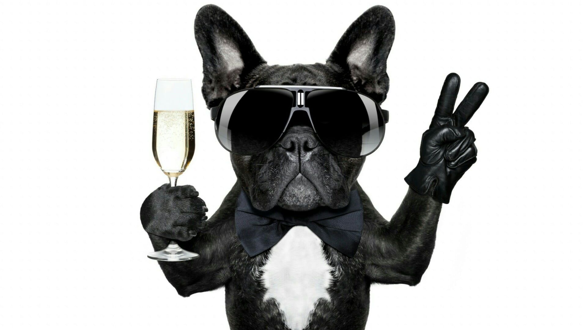 1920x1080 Dog Wallpaper, Celebrate, Champagne, Dog Breed, Snout, Eyewear, French Bulldog