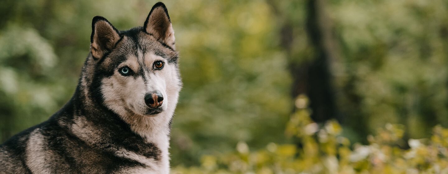 1440x560 Stunning Dog Breeds That Look Just Like Wolves