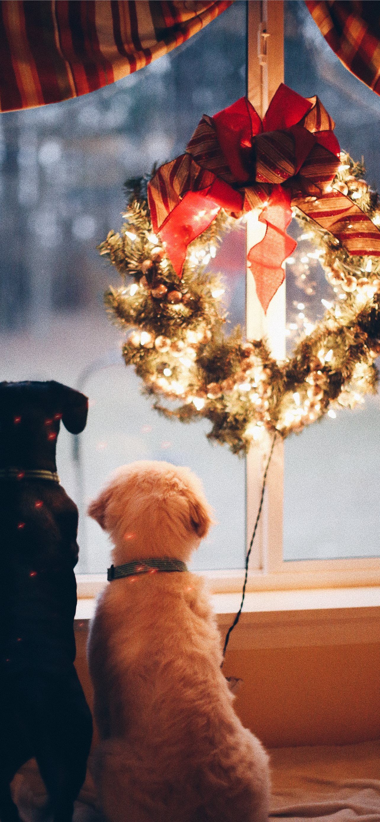 1284x2778 Best Dog iPhone HD Wallpaper