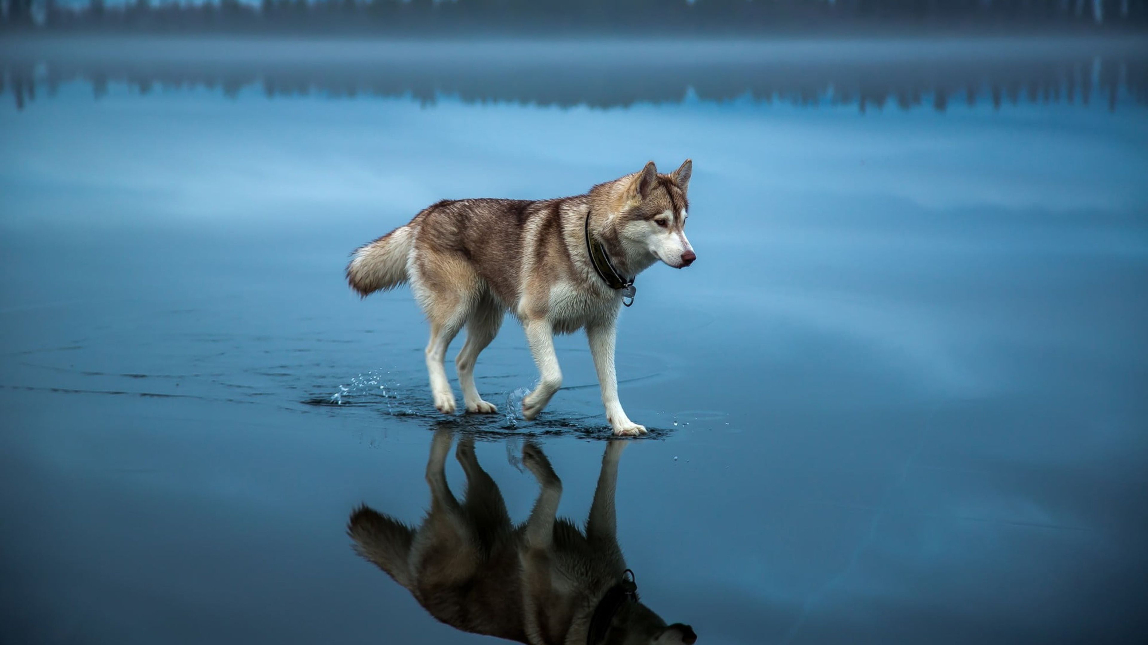 3840x2160 Wallpaper Wolf, Water, Dog, Carnivore, Dog Breed, Background Free Image