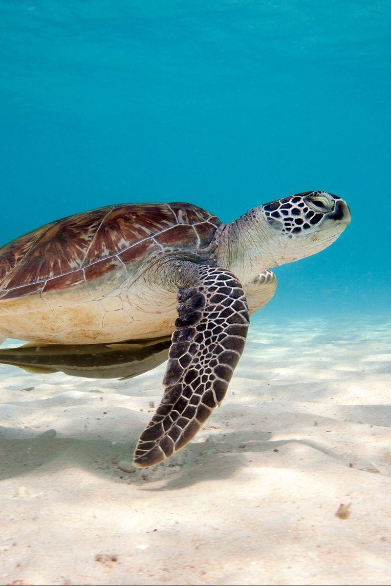 Sea Turtle Iphone Wallpapers Top Free Sea Turtle Iphone Sea Turtle Iphone Wallpapers Top Free Sea Turtle Iphone