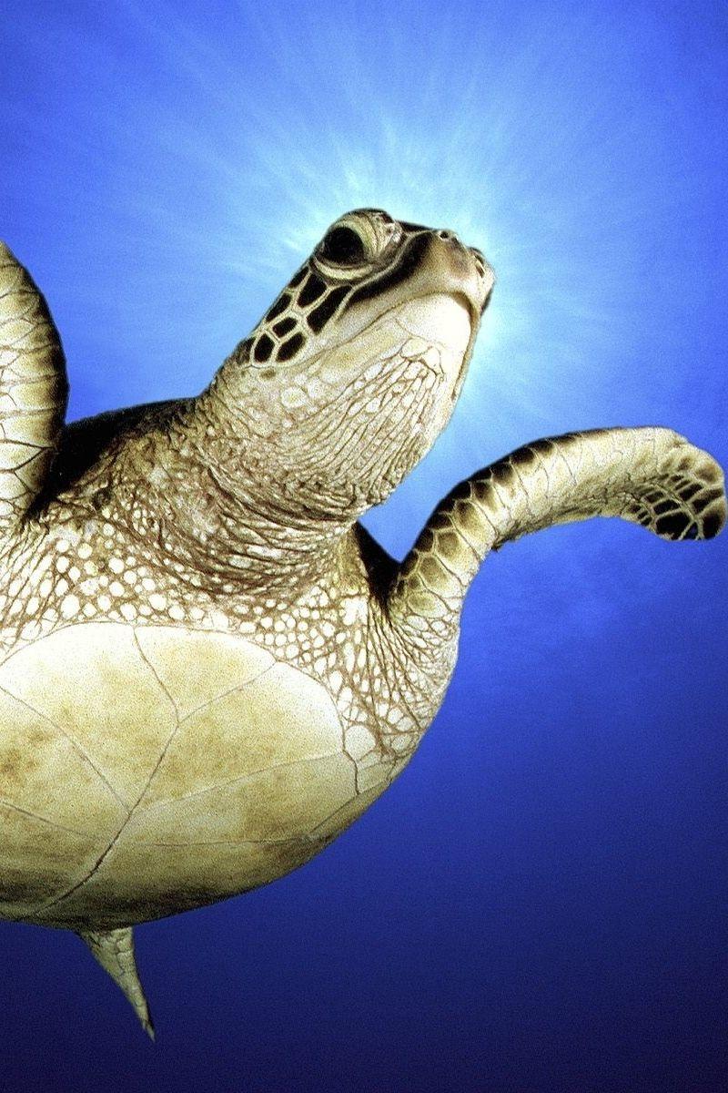 800x1200 Download Wallpaper 800x1200 Swim, Sea, Legs, Turtle Iphone 4s 4