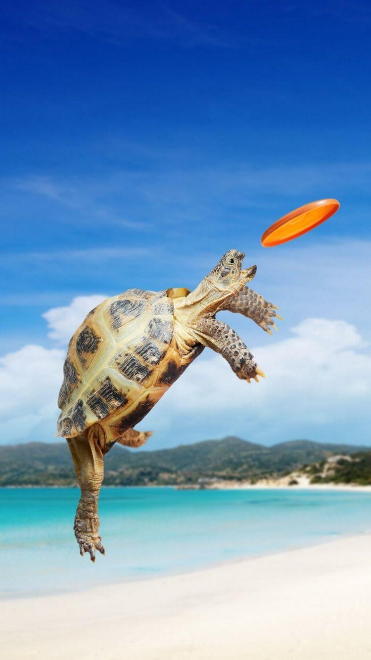 Sea Turtle iPhone Wallpapers - Top Free Sea Turtle iPhone Backgrounds