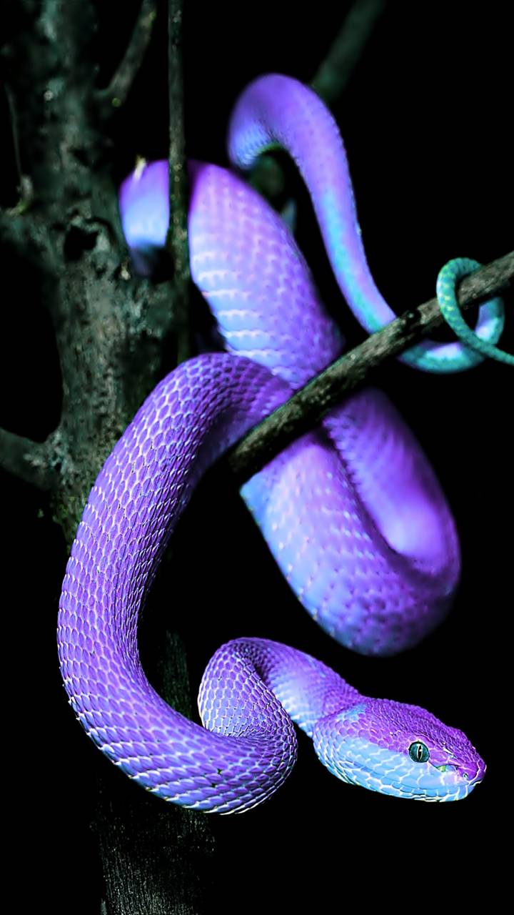 Purple Snake iPhone Wallpapers - Top Free Purple Snake iPhone