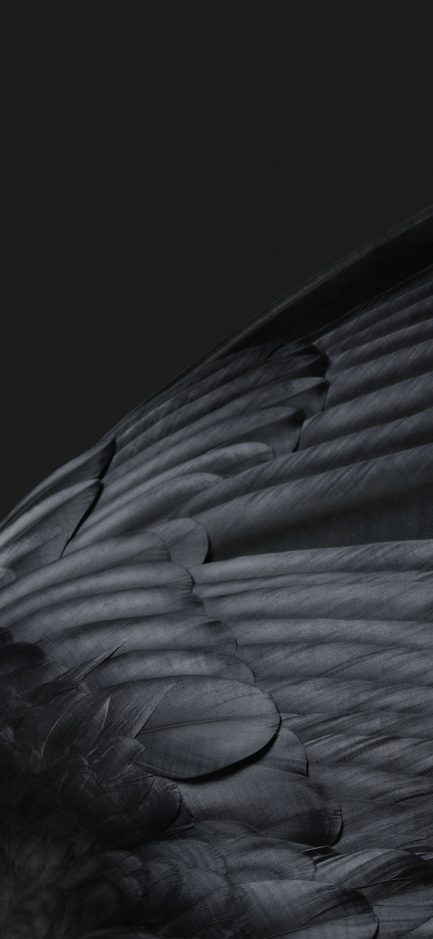 1440x3120 Google Pixel 7 Pro Wallpaper