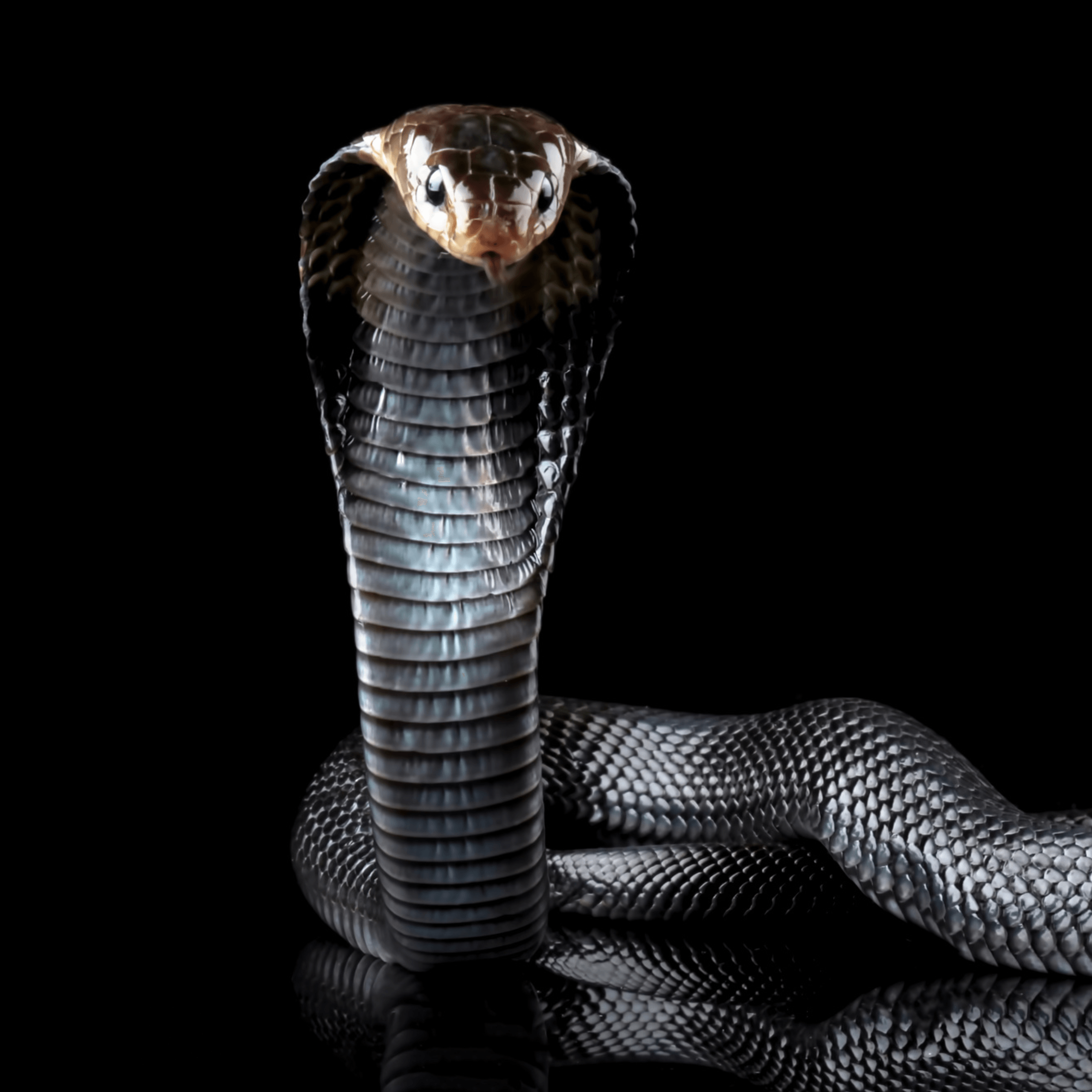 Black Cobra Wallpapers - Top Free Black Cobra Backgrounds - WallpaperAccess