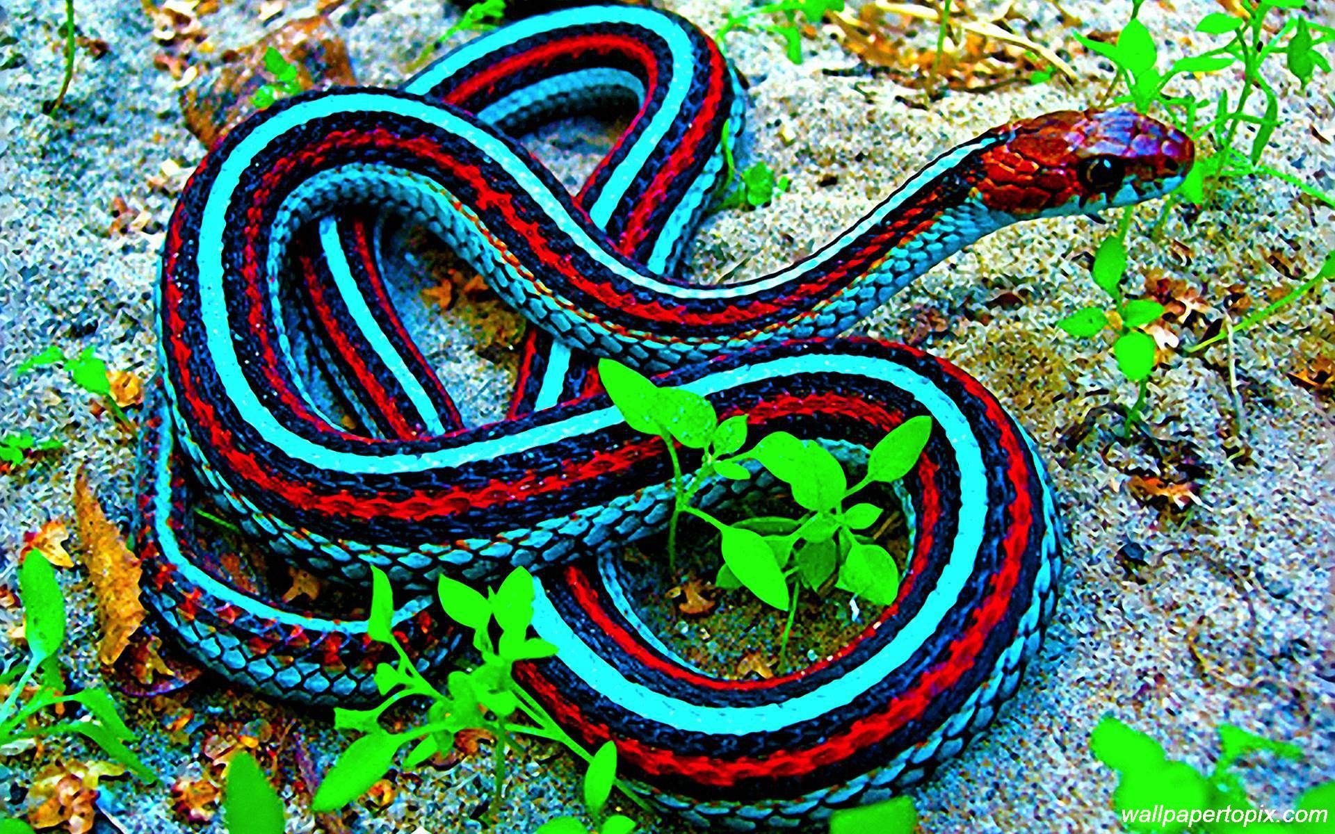 1920x1200 Indian King Cobra Snake Wallpaper
