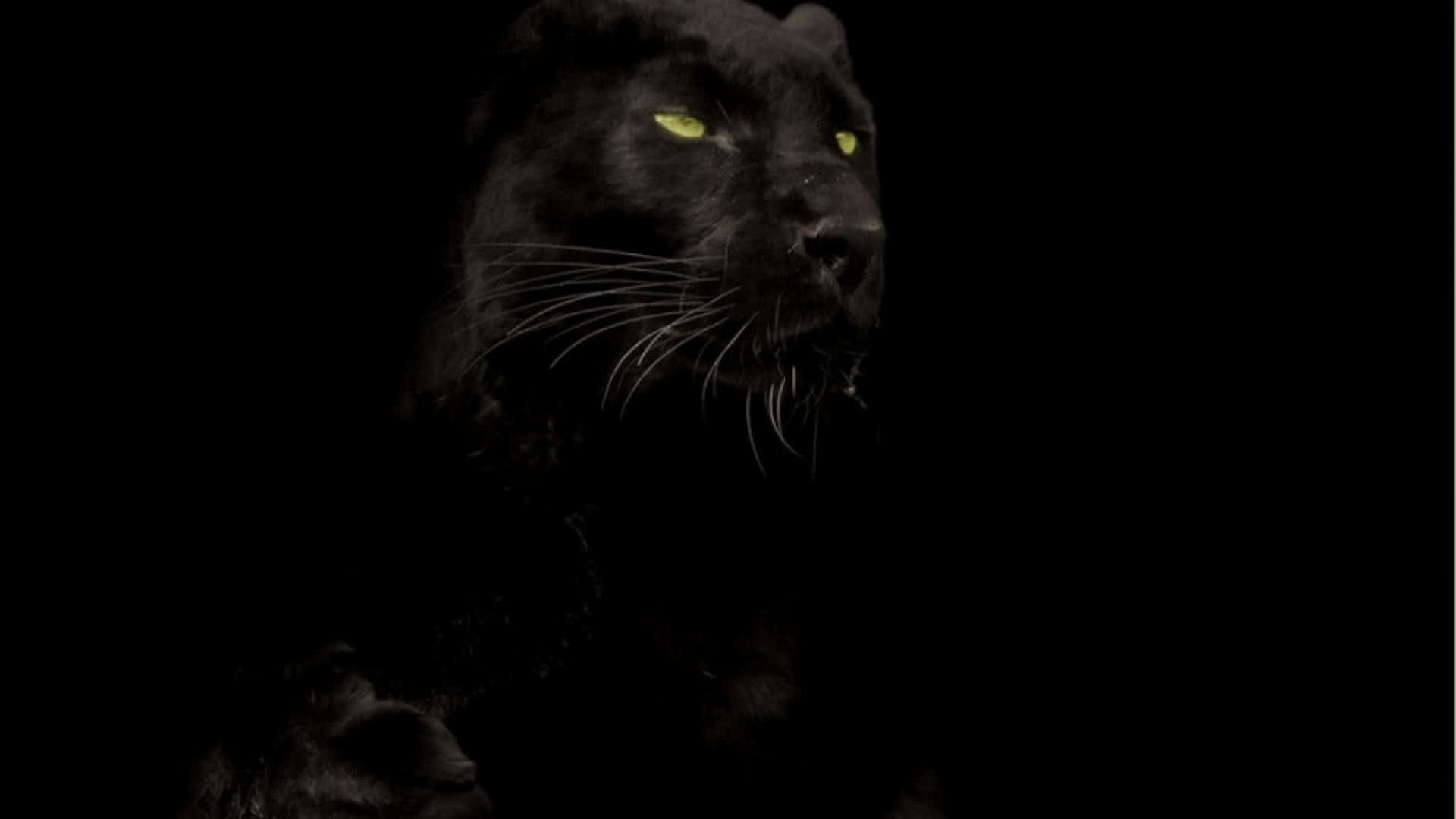 1920x1080 Download Mysterious nocturnal animals of the night Wallpaper