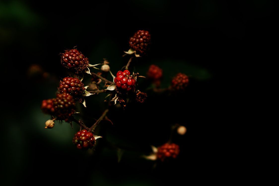 1124x750 Fondos de Pantalla Frutos Rojos Redondos en Fotografía de Cerca, Imágenes y Fotos Gratis