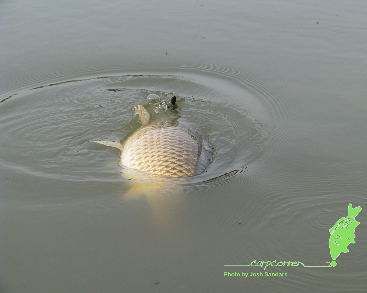 1280x1024 Carp Fishing Wallpaper, Carp Fishing Torrents and Carp Fishing Downloads From Carp Corner