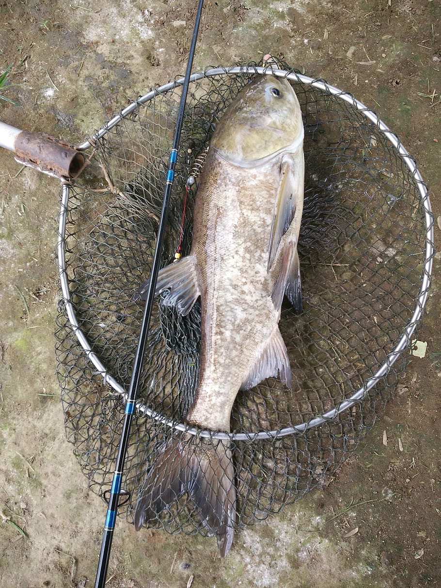 910x1213 HD wallpaper: carp, fishing, net, hook, rig, catcher, bait, angler, boilies