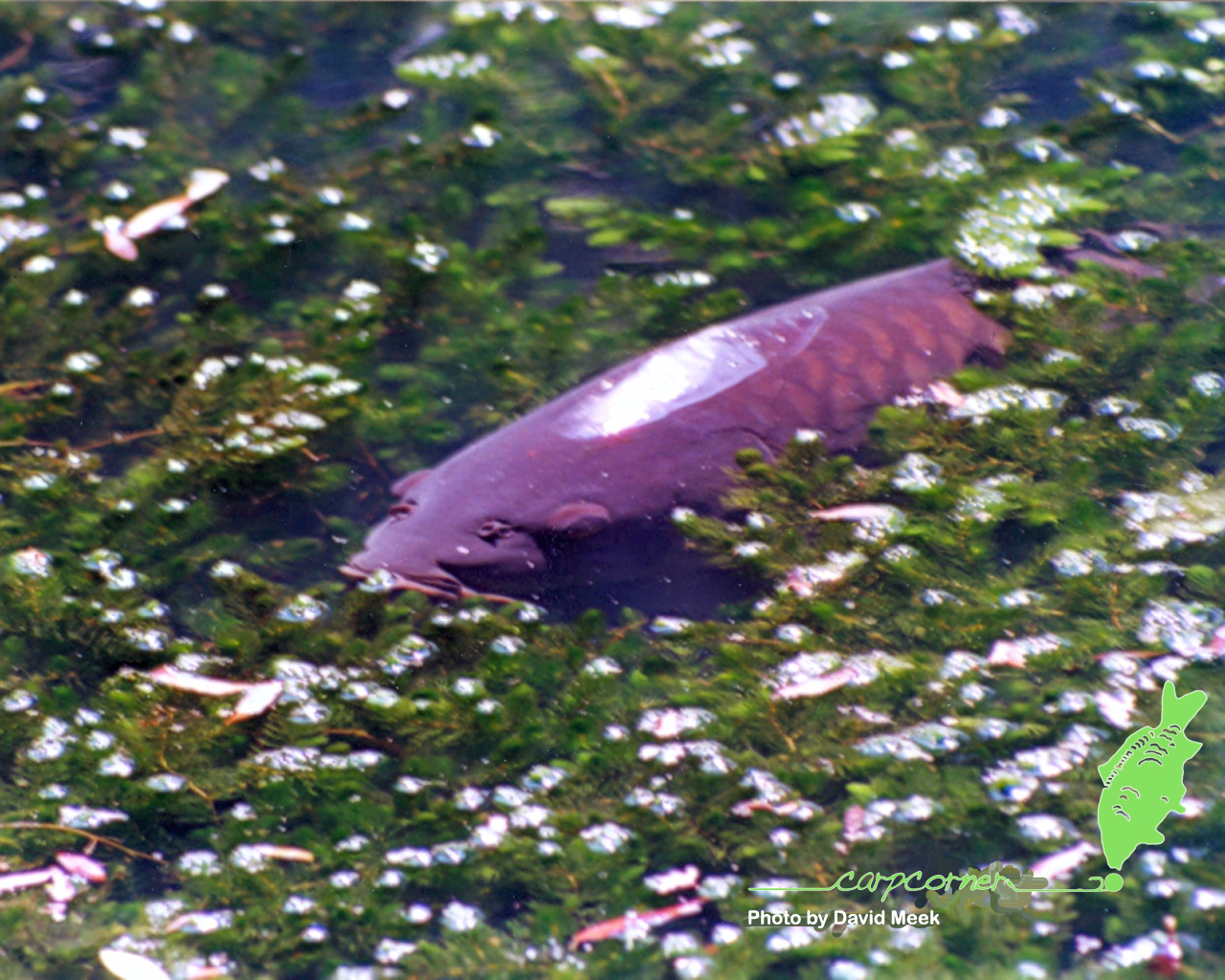 1280x1024 Carp Fishing Wallpaper, Carp Fishing Torrents and Carp Fishing Downloads From Carp Corner