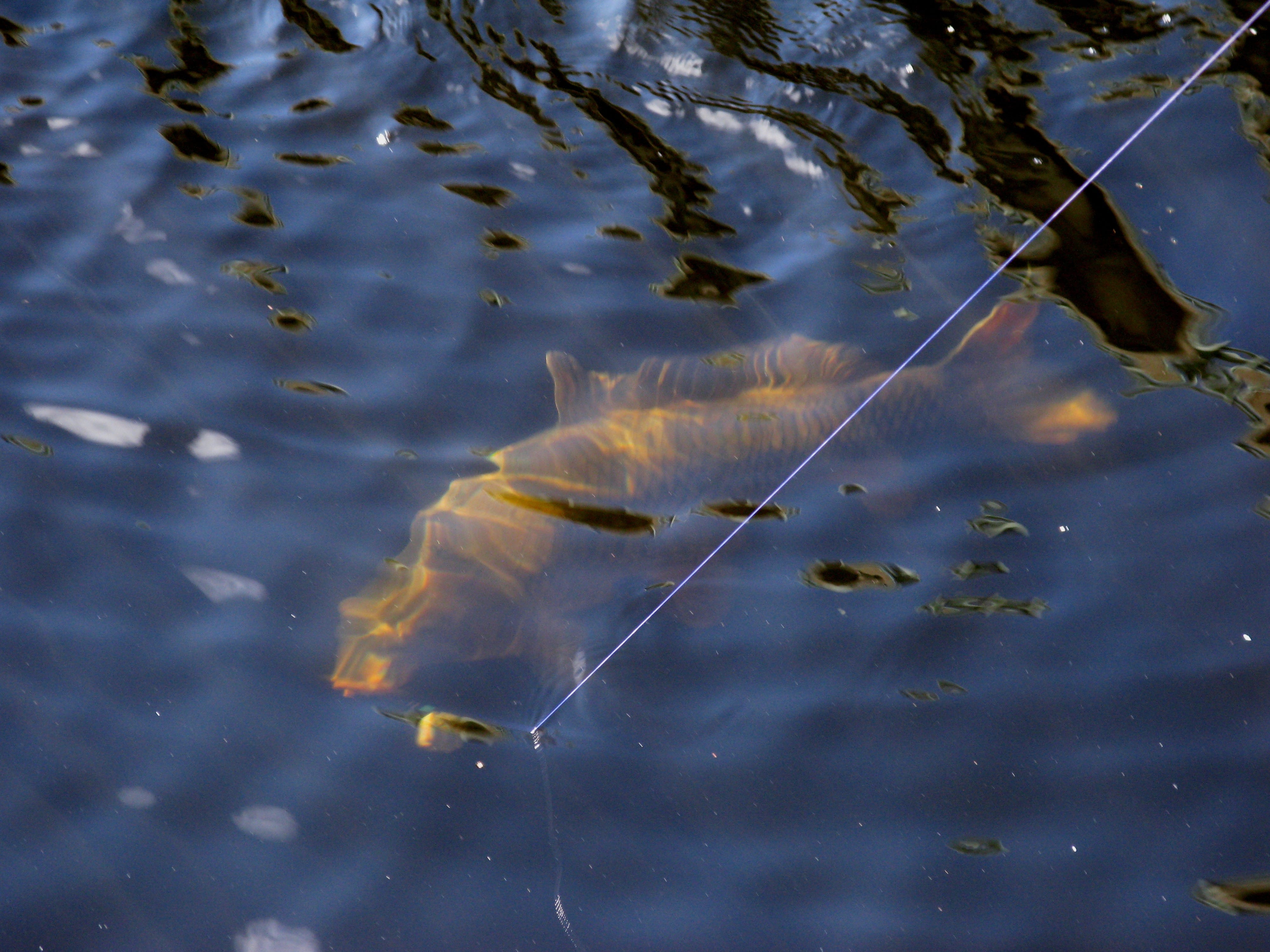 4000x3000 Carpfishing HD