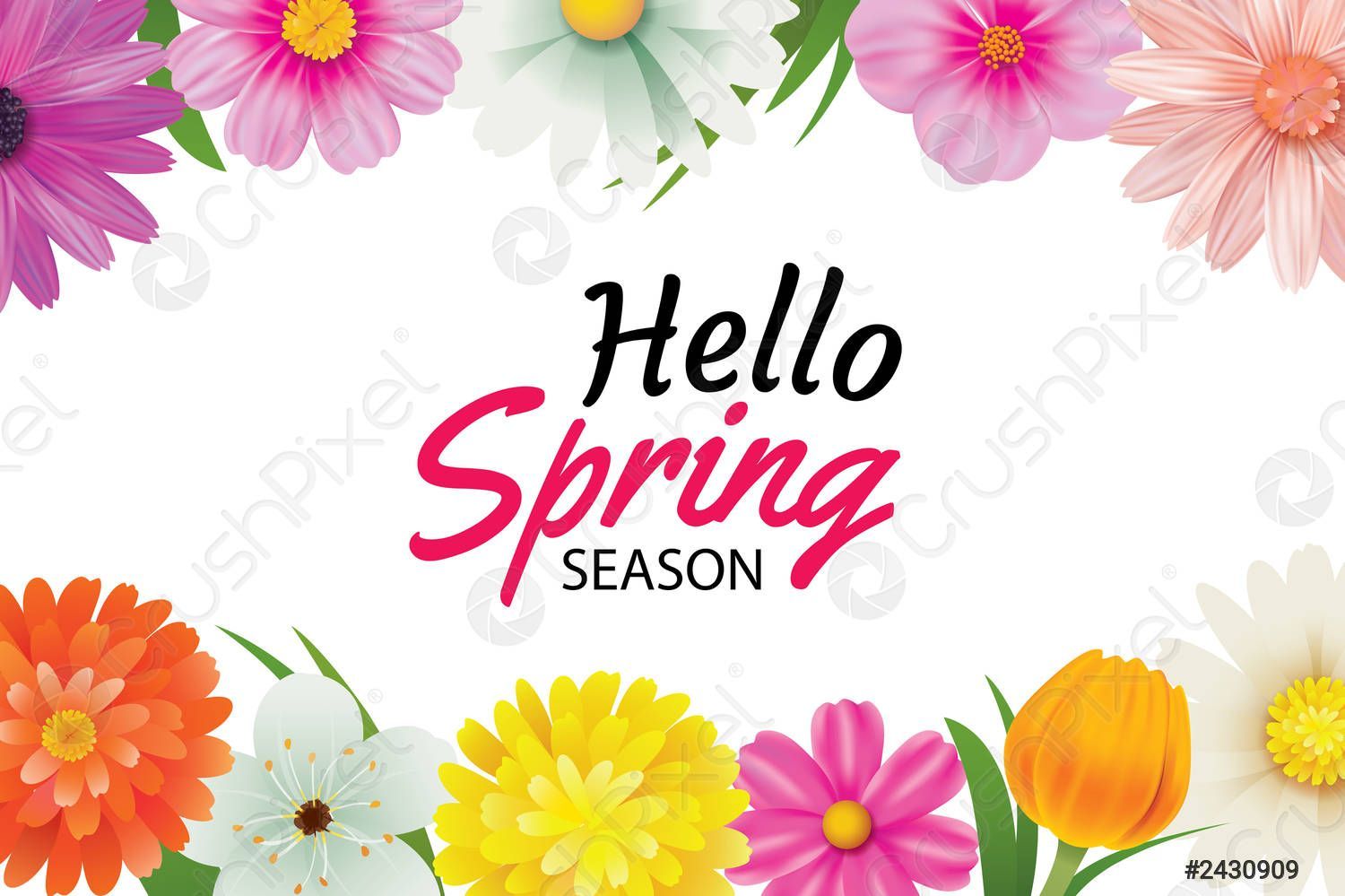 1500x999 Hello spring season greeting card with colorful flower frame background vector 2430909