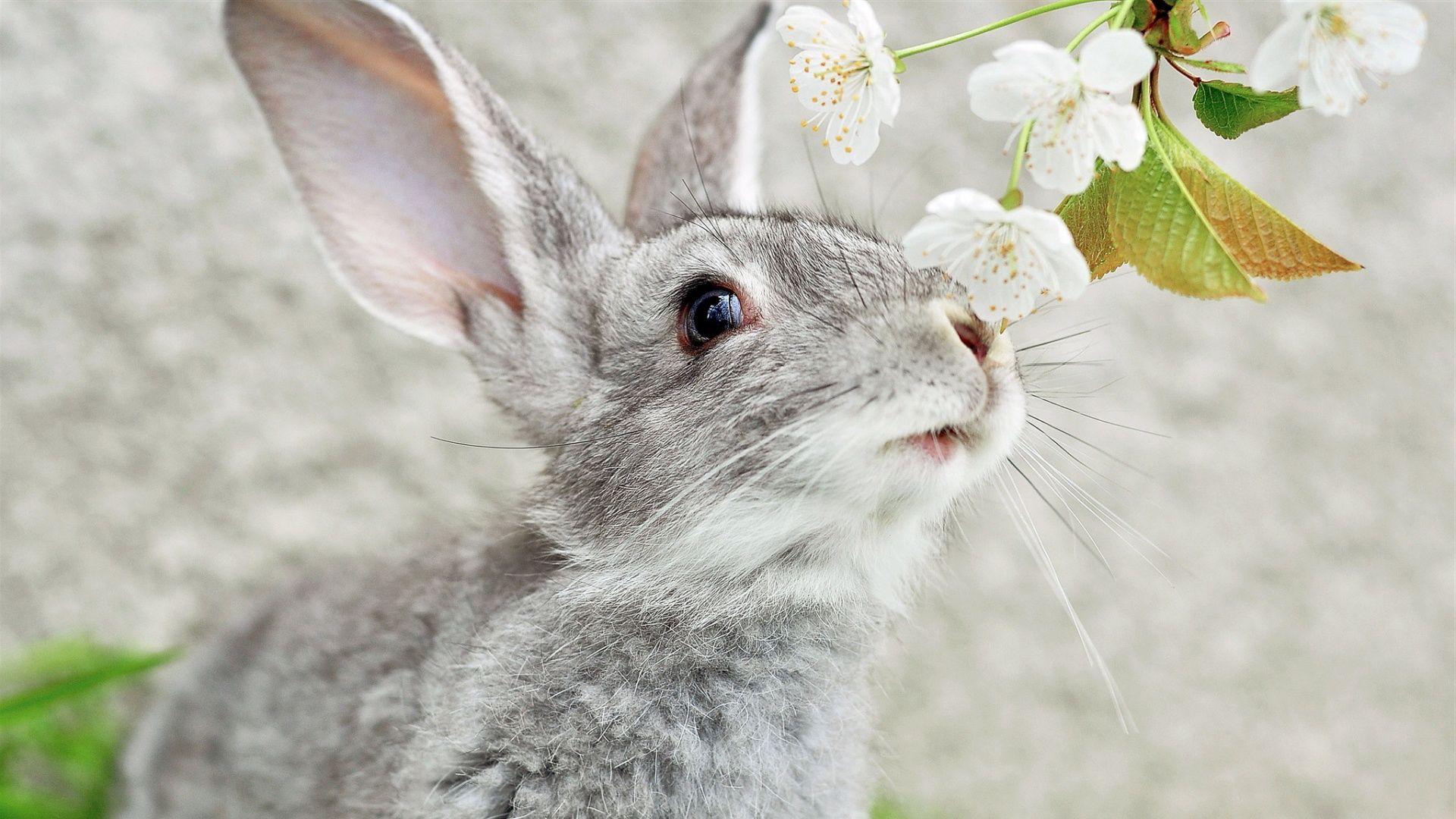 1920x1080 Rabbit Wallpaper