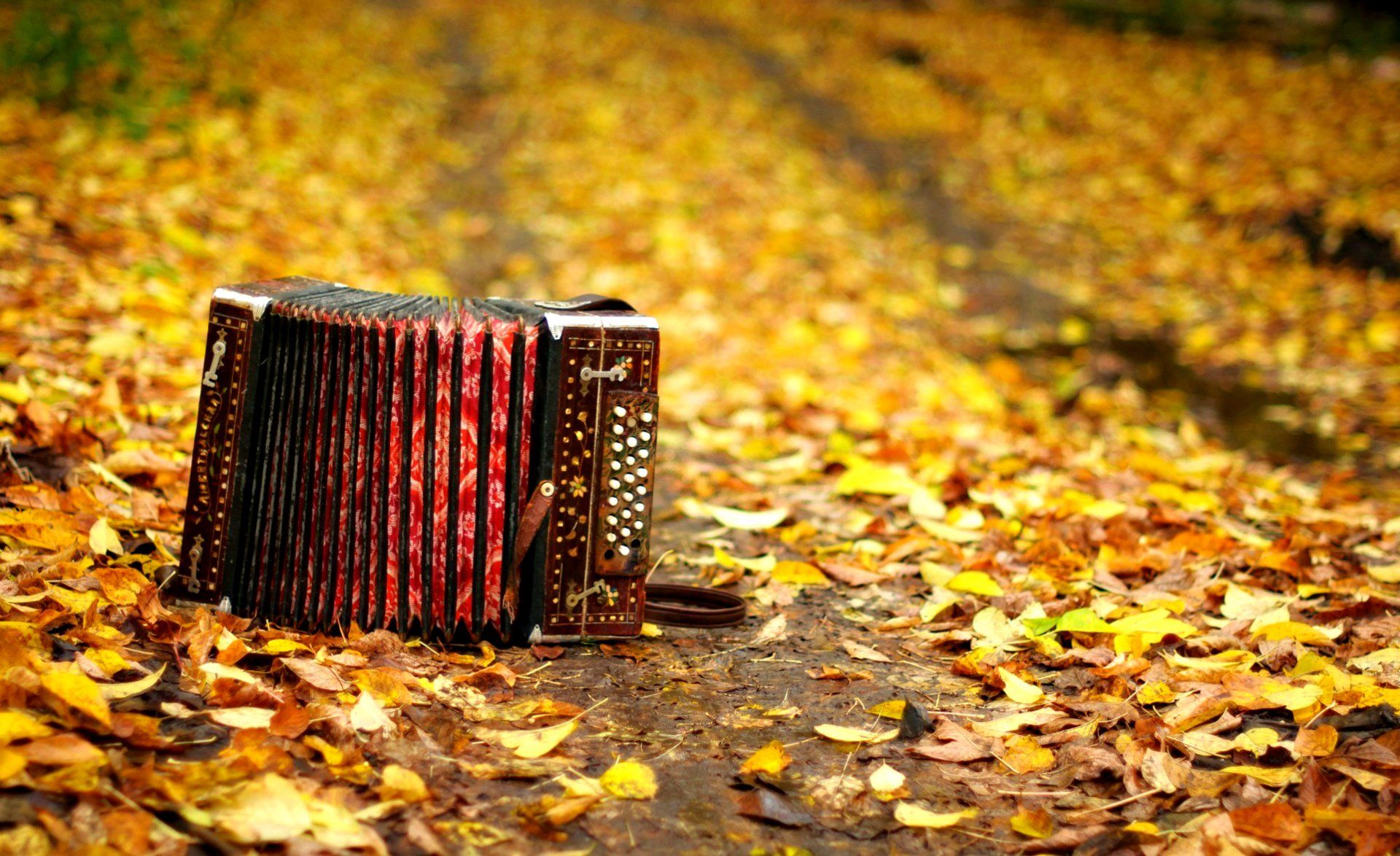 1920x1174 Accordion HD Wallpaper and Background