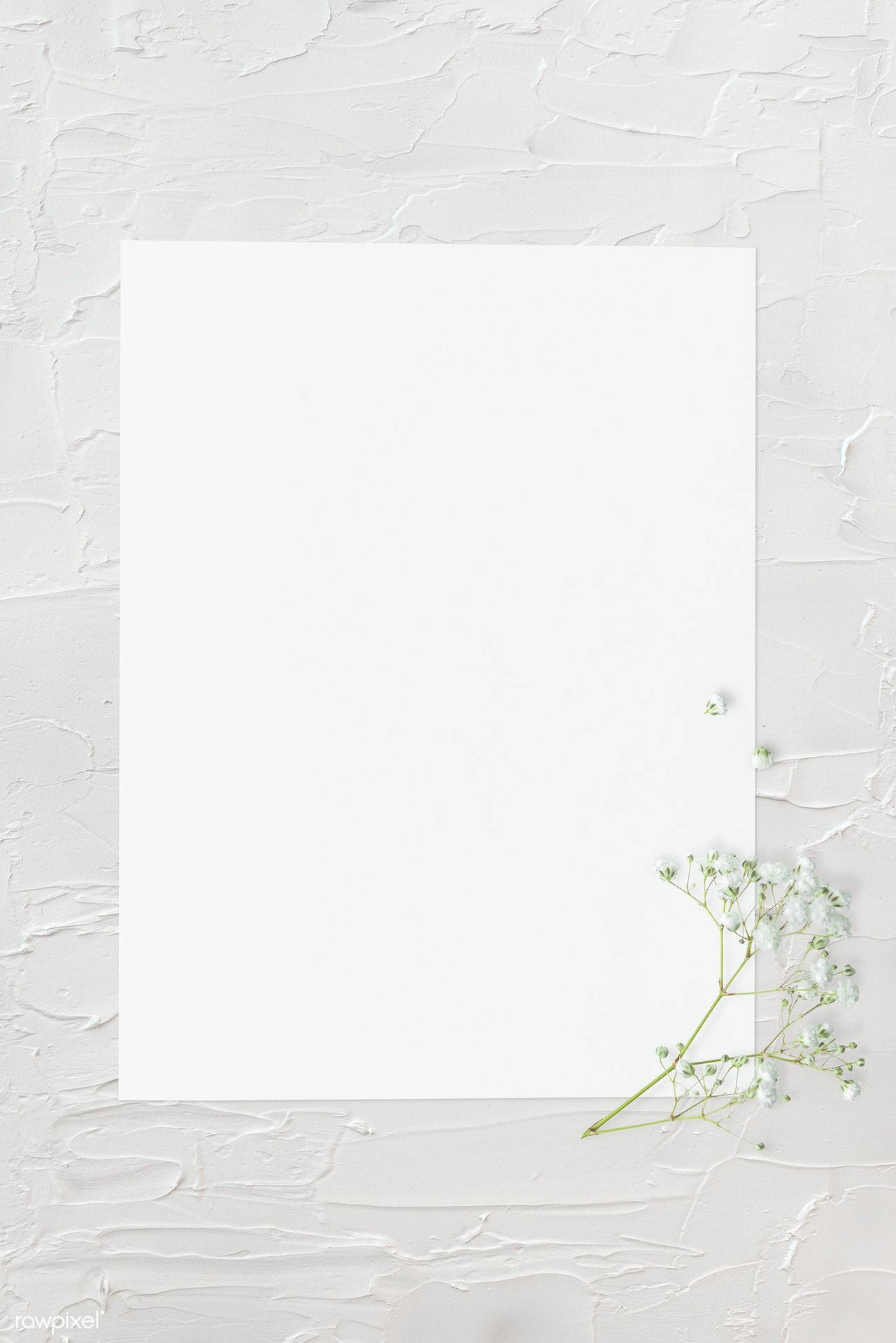 1281x1920 Download Blank Page Paper Babys Breath Flower Wallpaper