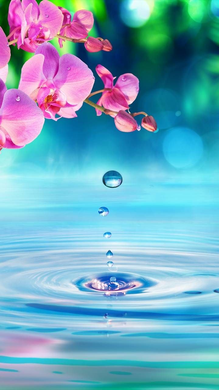 720x1280 Beauty nature. Wallpaper nature flowers, Beautiful wallpaper, Beautiful nature wallpaper