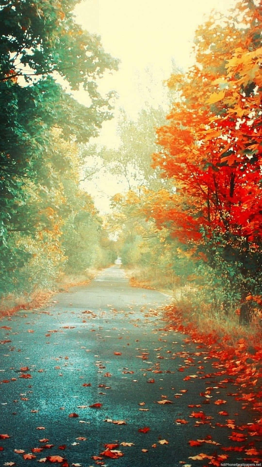 1080x1920 Download Welcome to the beauty of nature Wallpaper