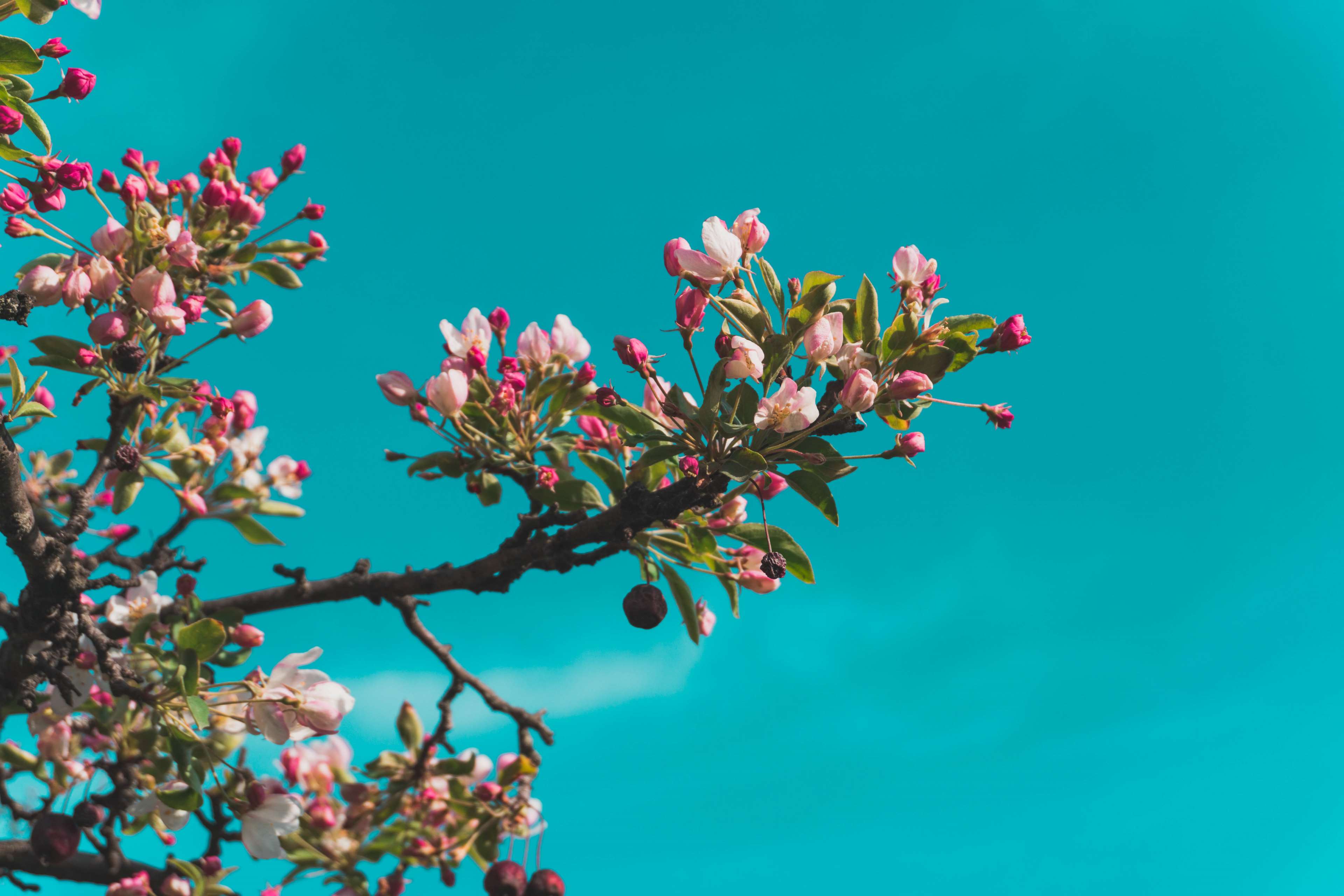 3840x2560 beauty, blue, close up, desktop wallpaper, flowers, HD wallpaper, nature, nature wallpaper, plants, spring, travel, wallpaper 4k Gallery HD Wallpaper