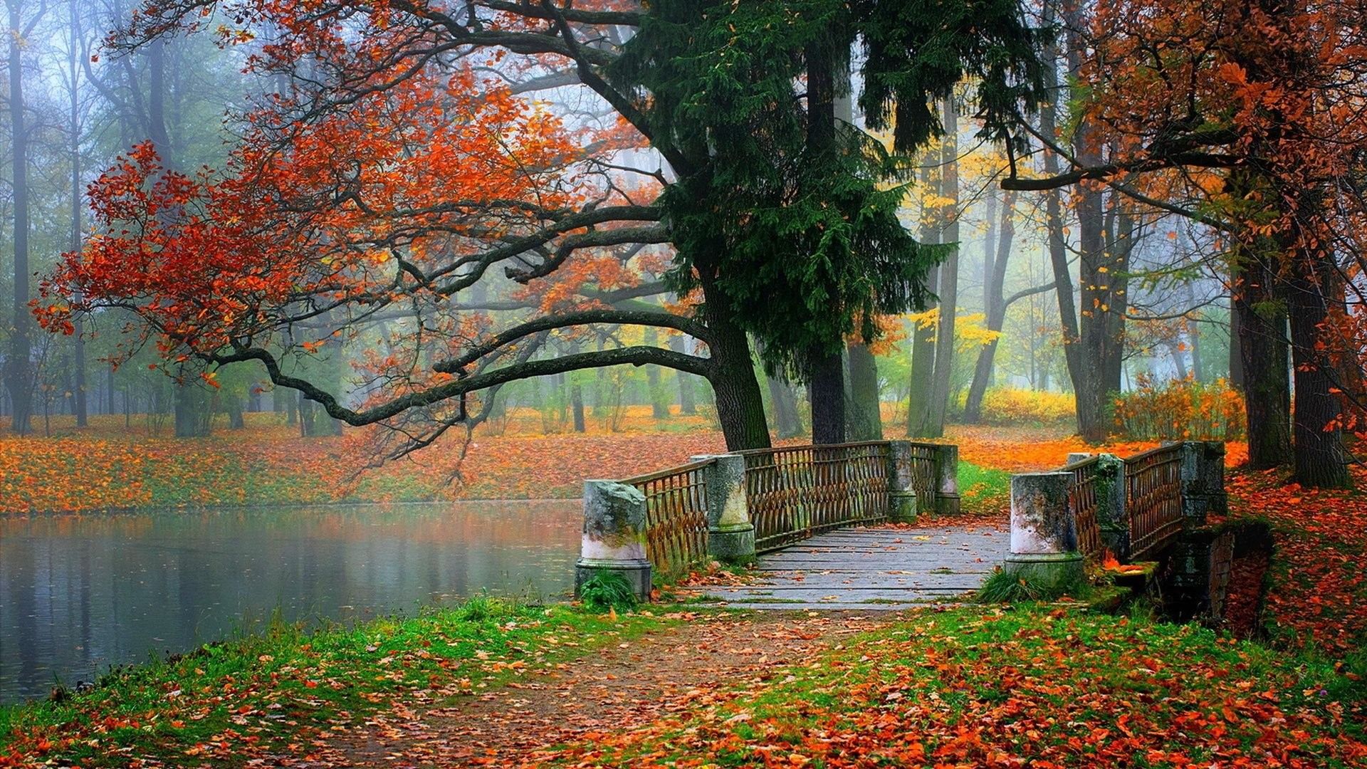 1920x1080 Autumn tree leaves beauty nature landscape lake bridge wallpaper 733313 WallpaperUP