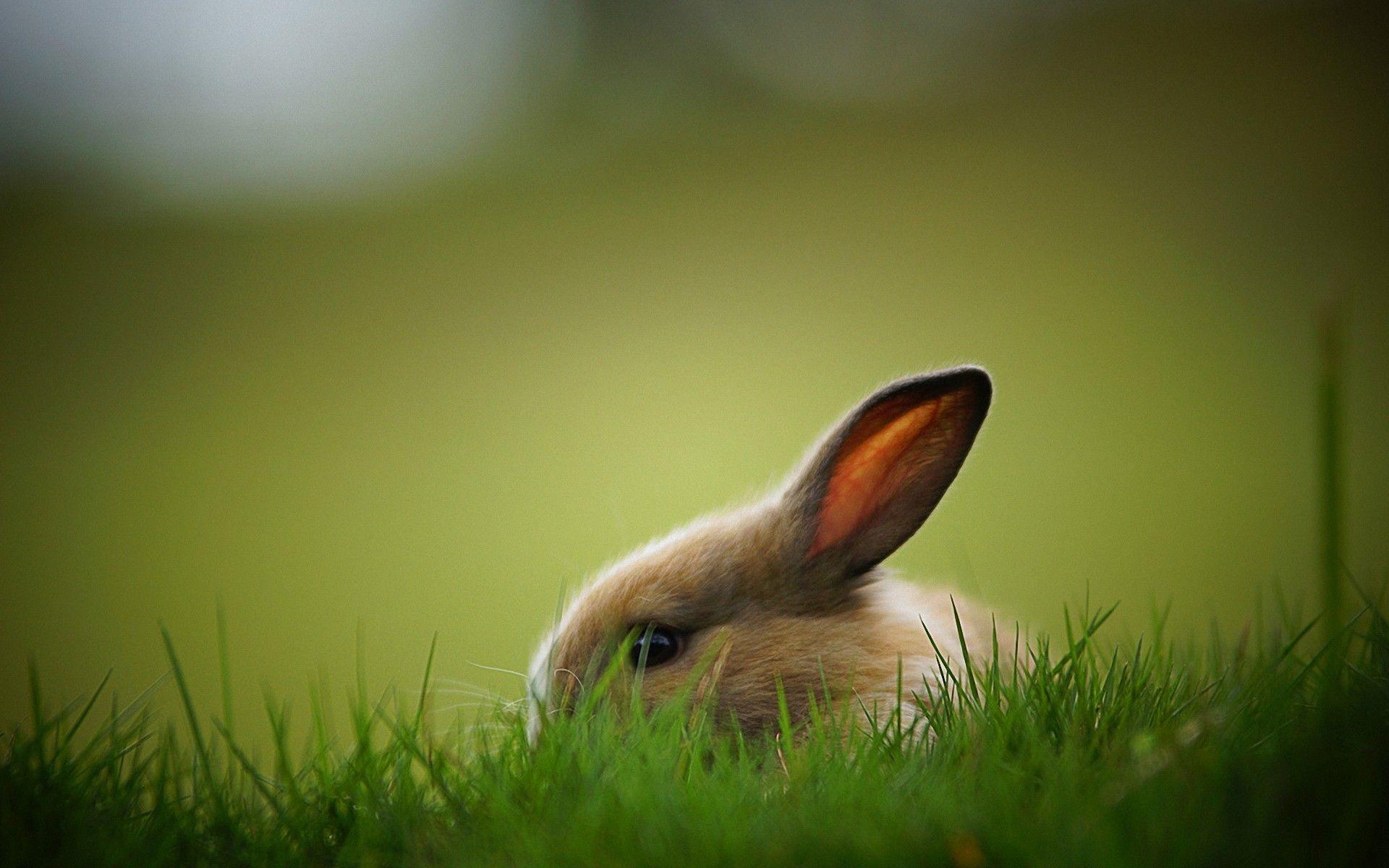 Hipster Bunny Wallpaper