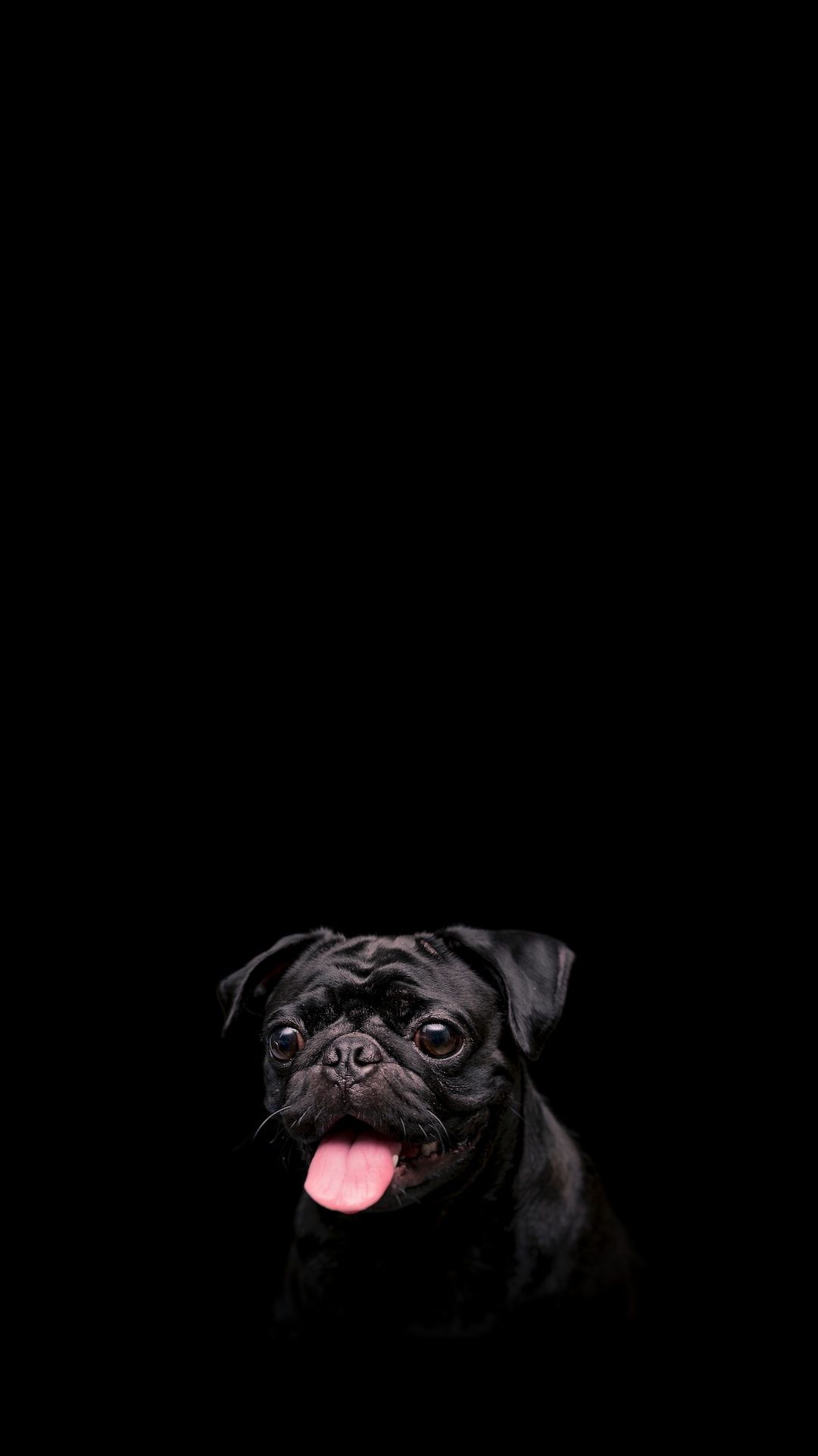 1080x1923 A Pug In Low Key For Phone Wallpaper. Wallpaper Download