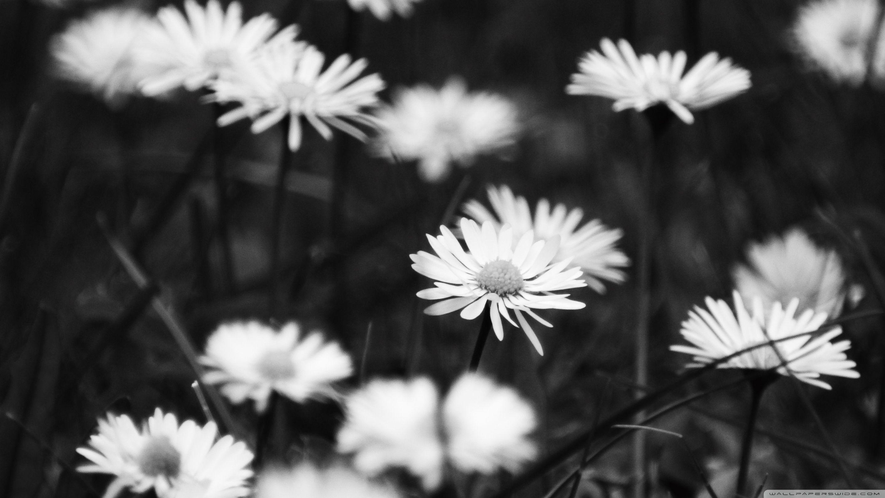 2880x1620 Sad Flowers ❤ 4K HD Desktop Wallpaper for 4K Ultra HD TV • Wide