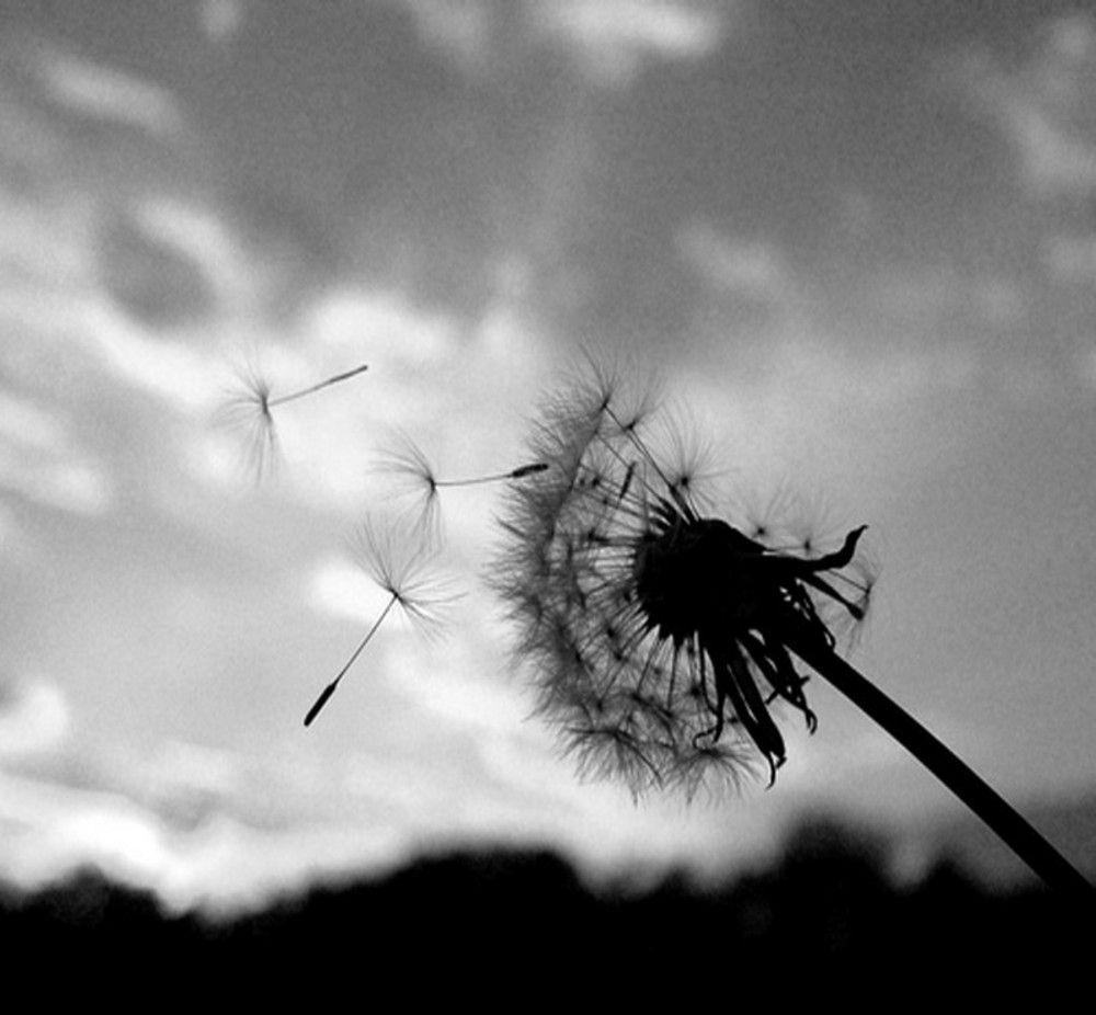 1000x926 Dandelion Black And Whit HD Wallpaper, Background Image
