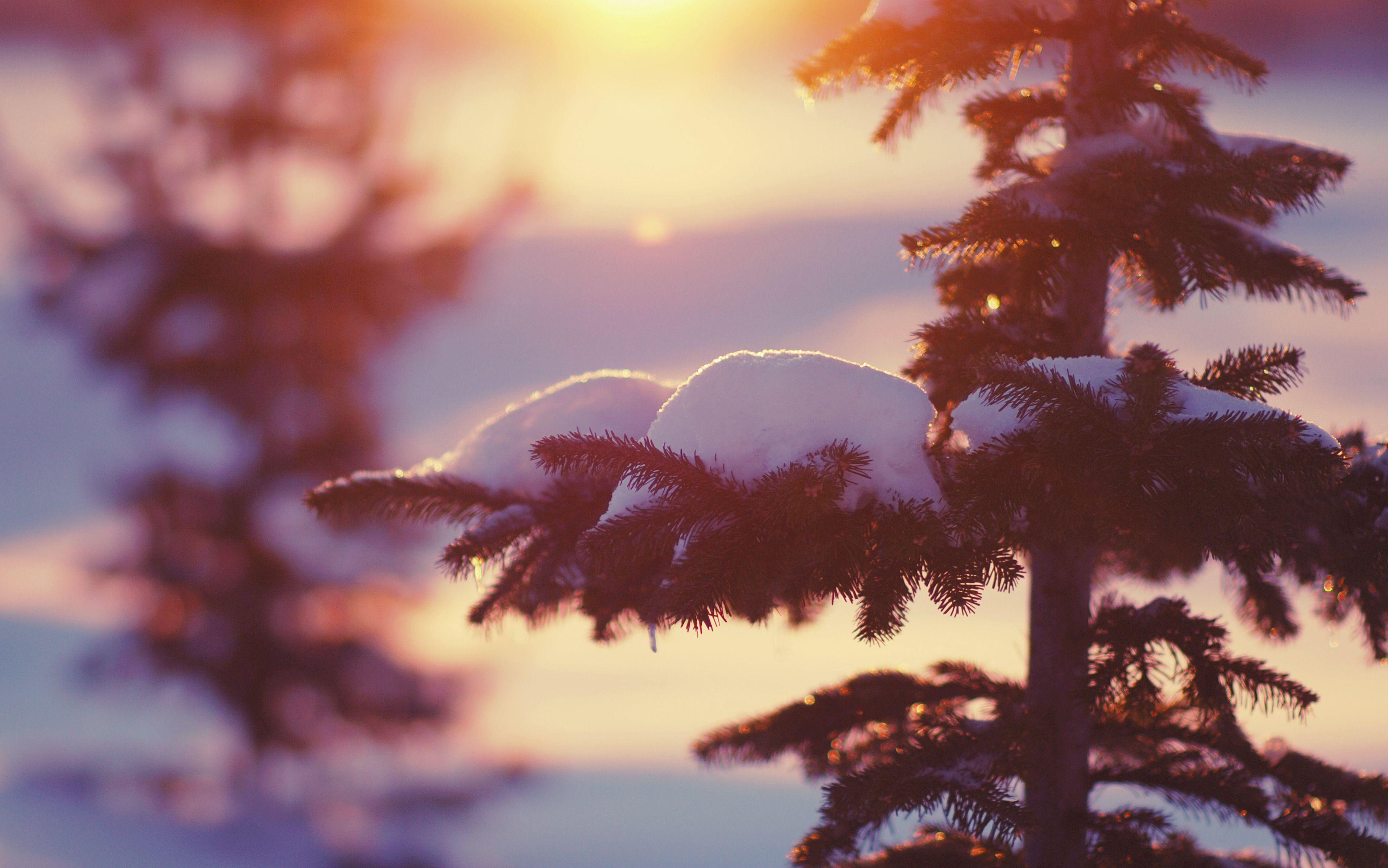 3390x2119 Hình nền thiên nhiên cây tuyết mùa đông ánh sáng bokeh.  3390x2119.  179371 https://wallpaperaccess.com/full/978298.jpg