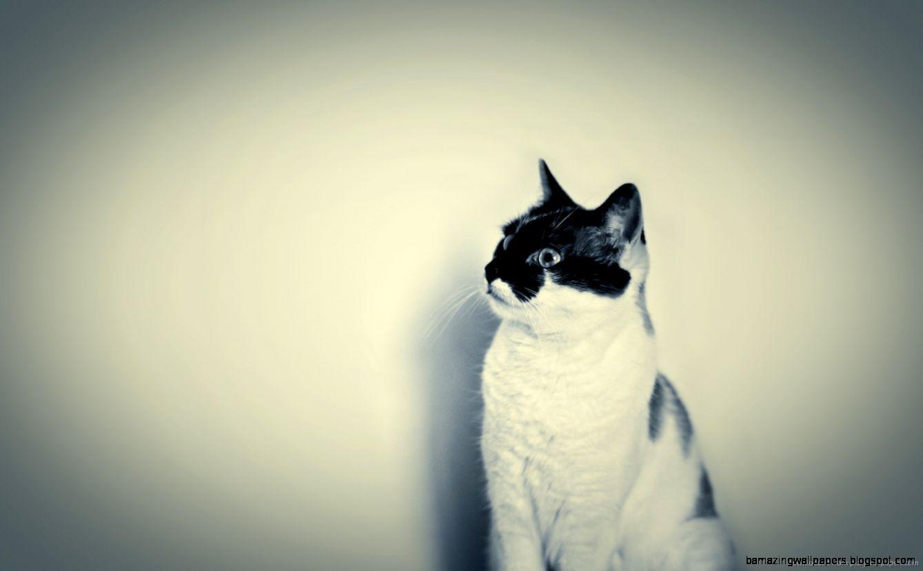 1339x828 Hipster Cat Tumblr Background