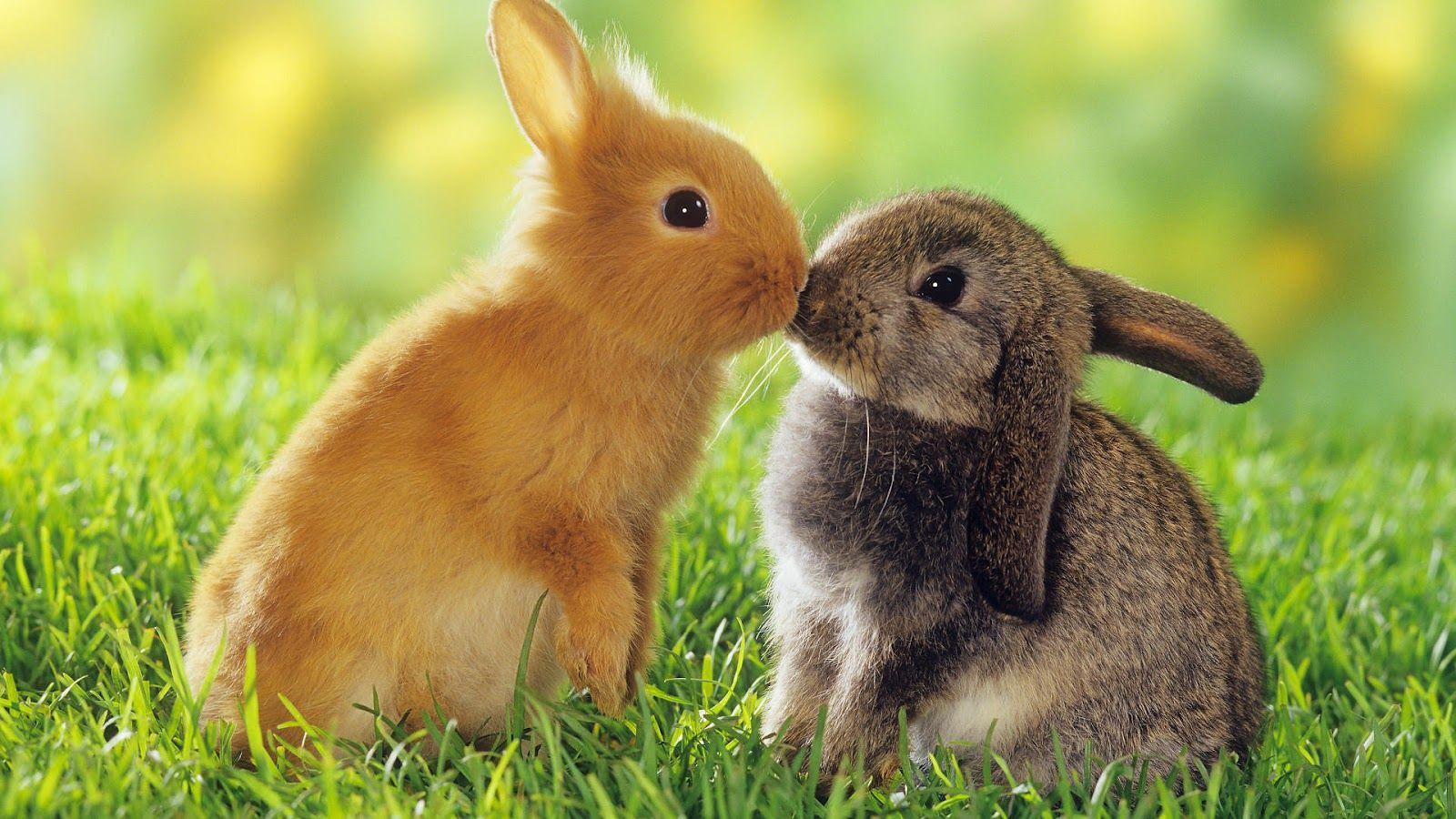 1600x900 Rabbits HD Wallpaper. Rabbits HD Wallpaper. HD