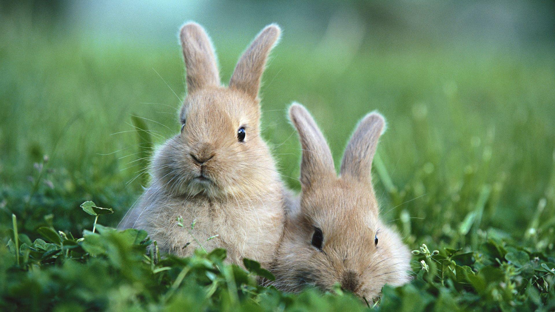 1920x1080 rabbit wallpaper HD