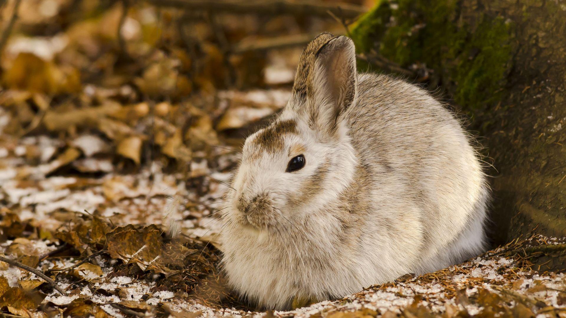 1920x1080 stocks at Rabbit Wallpaper group