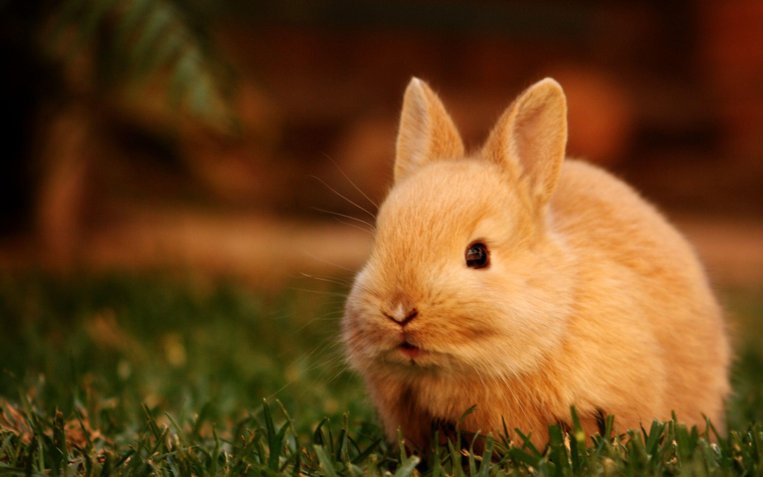 2560x1600 Rabbit Wallpaper