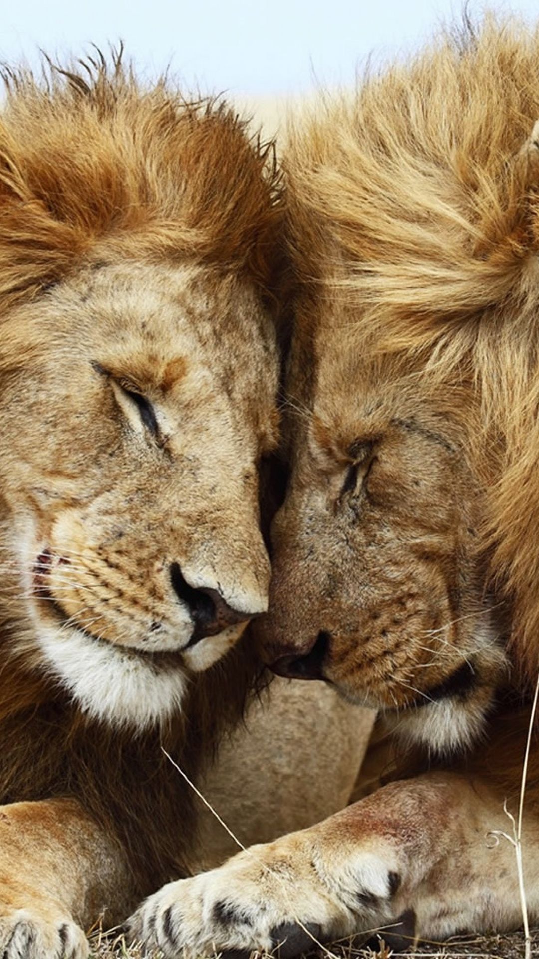 1080x1920 Lion Couple Wallpaper